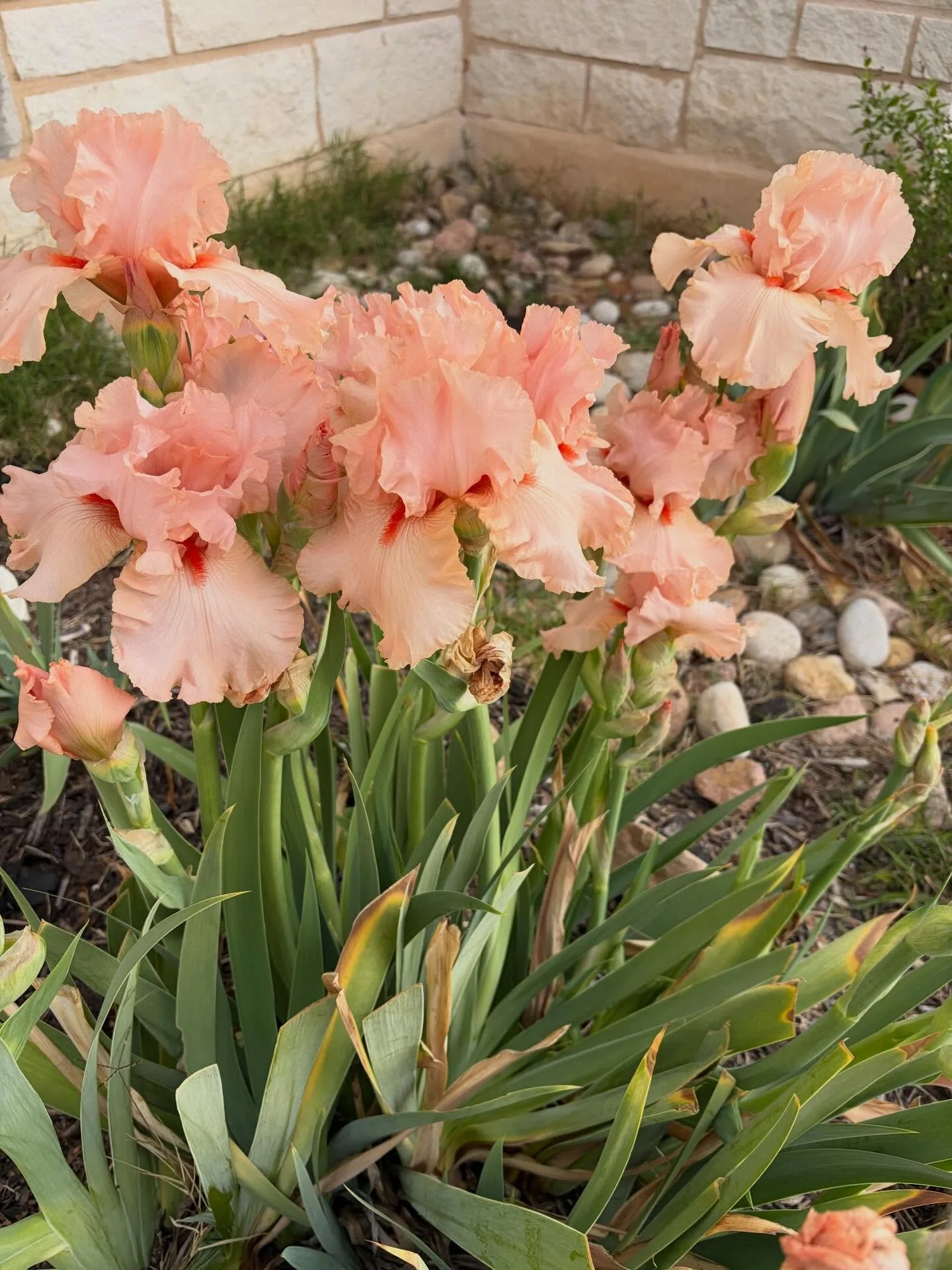 An explosion of iris on Christmas Eve Eve!!? Very weird, but I'll take it! 🥰🫶🏻💛