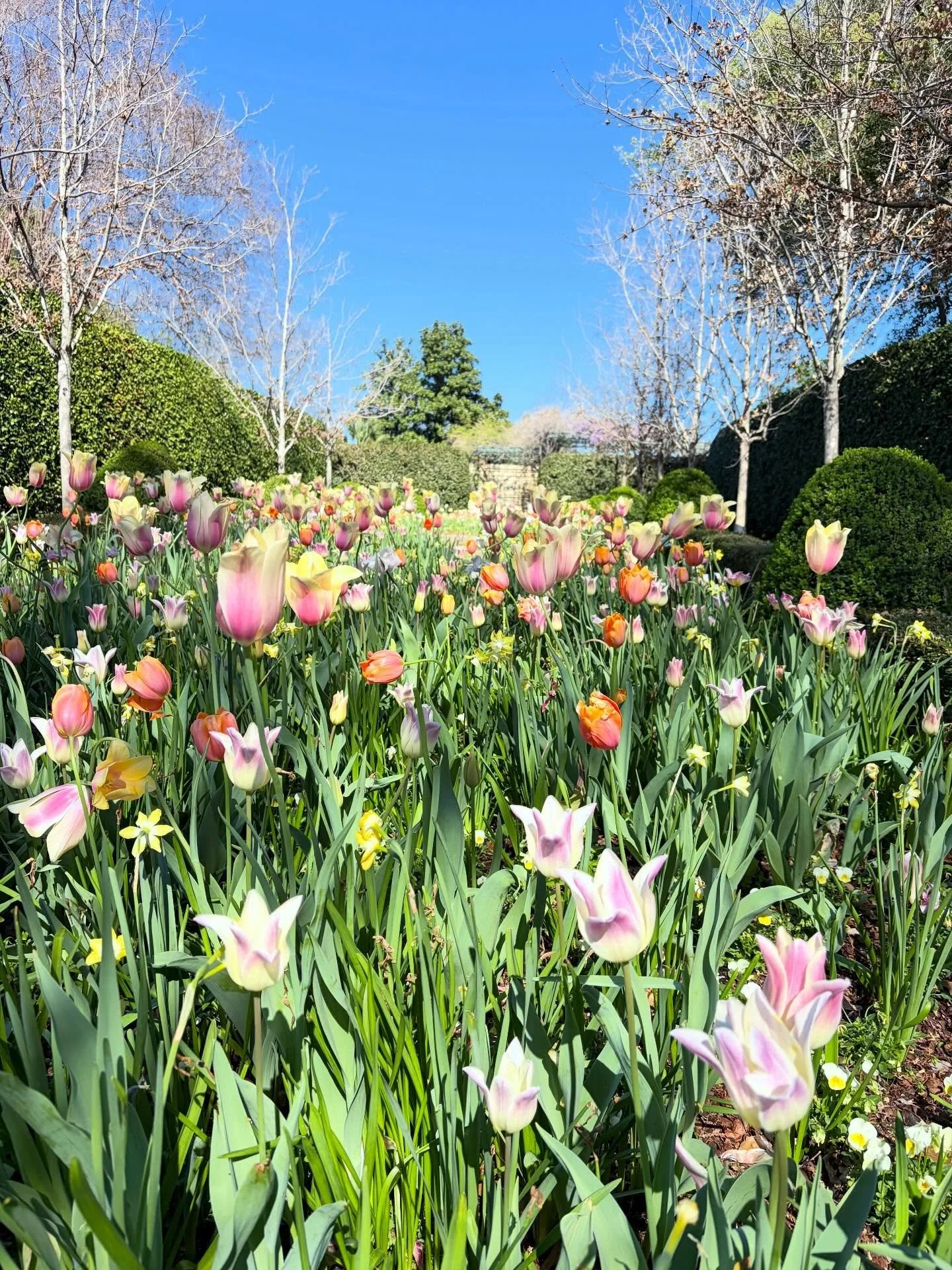 Spring is emerging on this sweet sweet day 🥰🥹😍