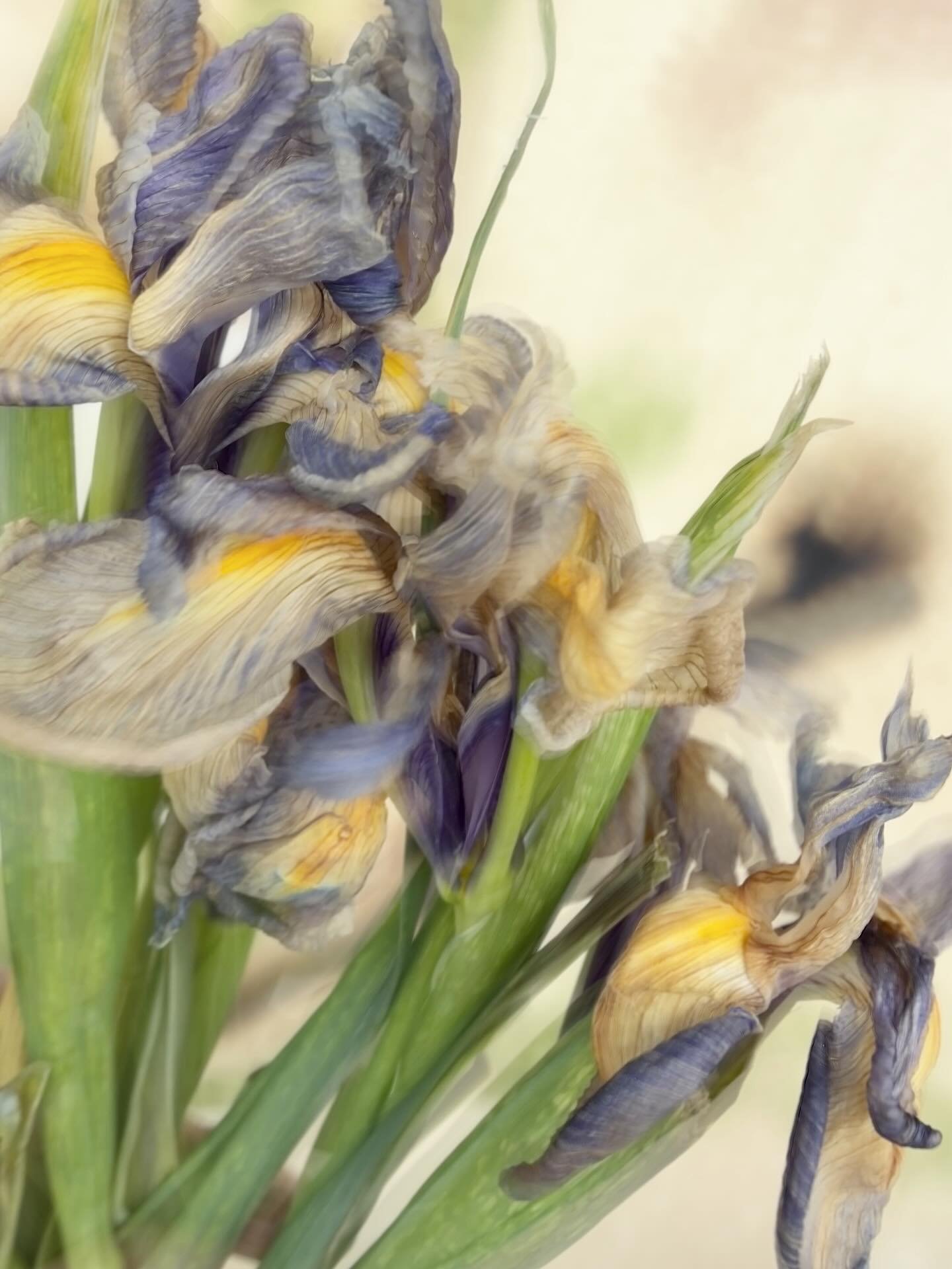 A quick snap of a bundle of wilting iris left over from Easter weekend. Current inspiration 💫