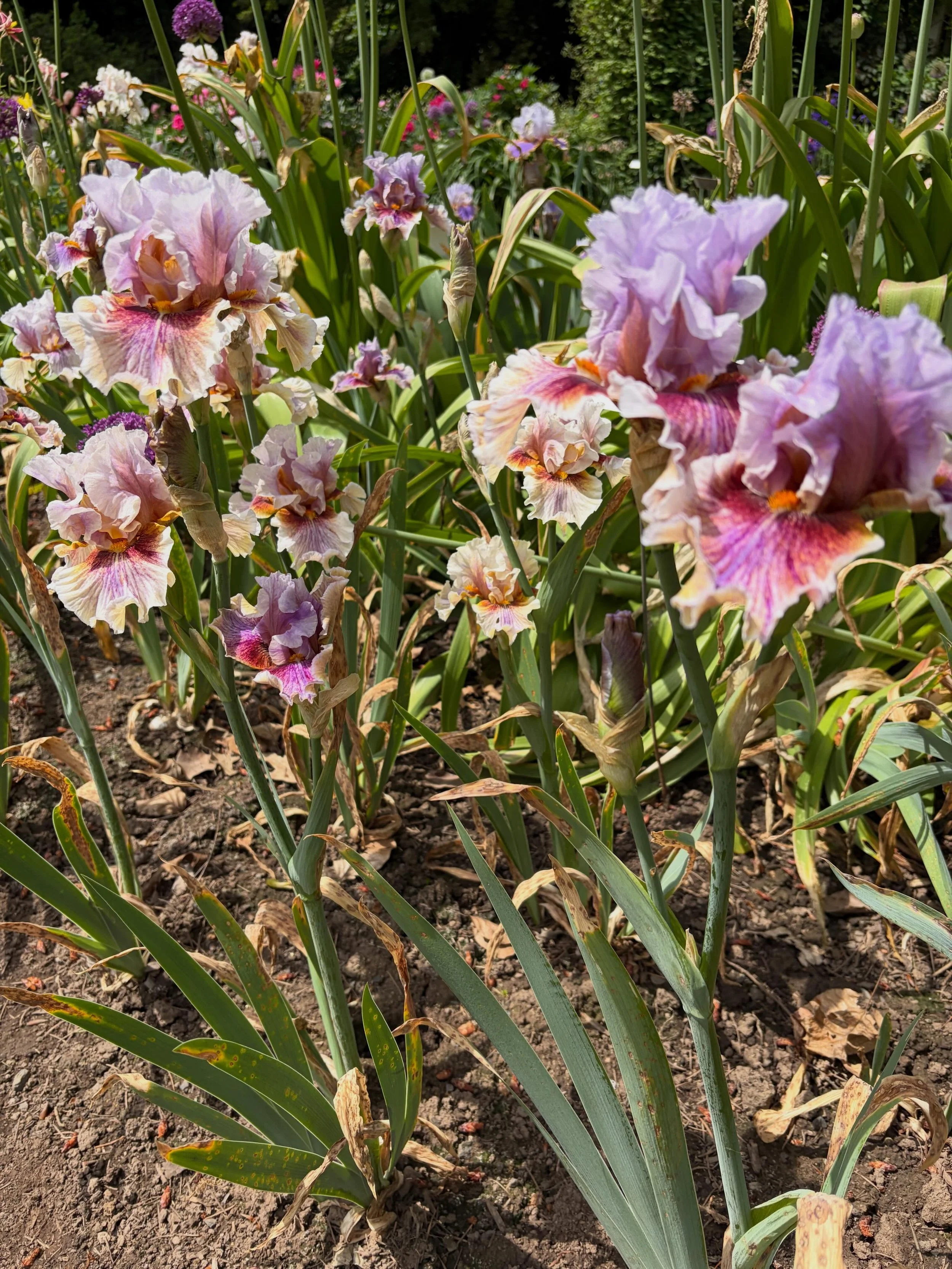 I am still on such a high from the EXQUISITE beauty of walking thru @schreinersgardens this weekend💫 a selection of some of my favorites from the gardens, here.
