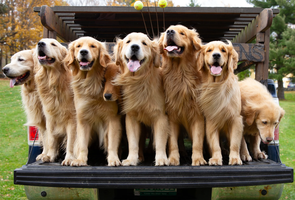 goldens.PNG