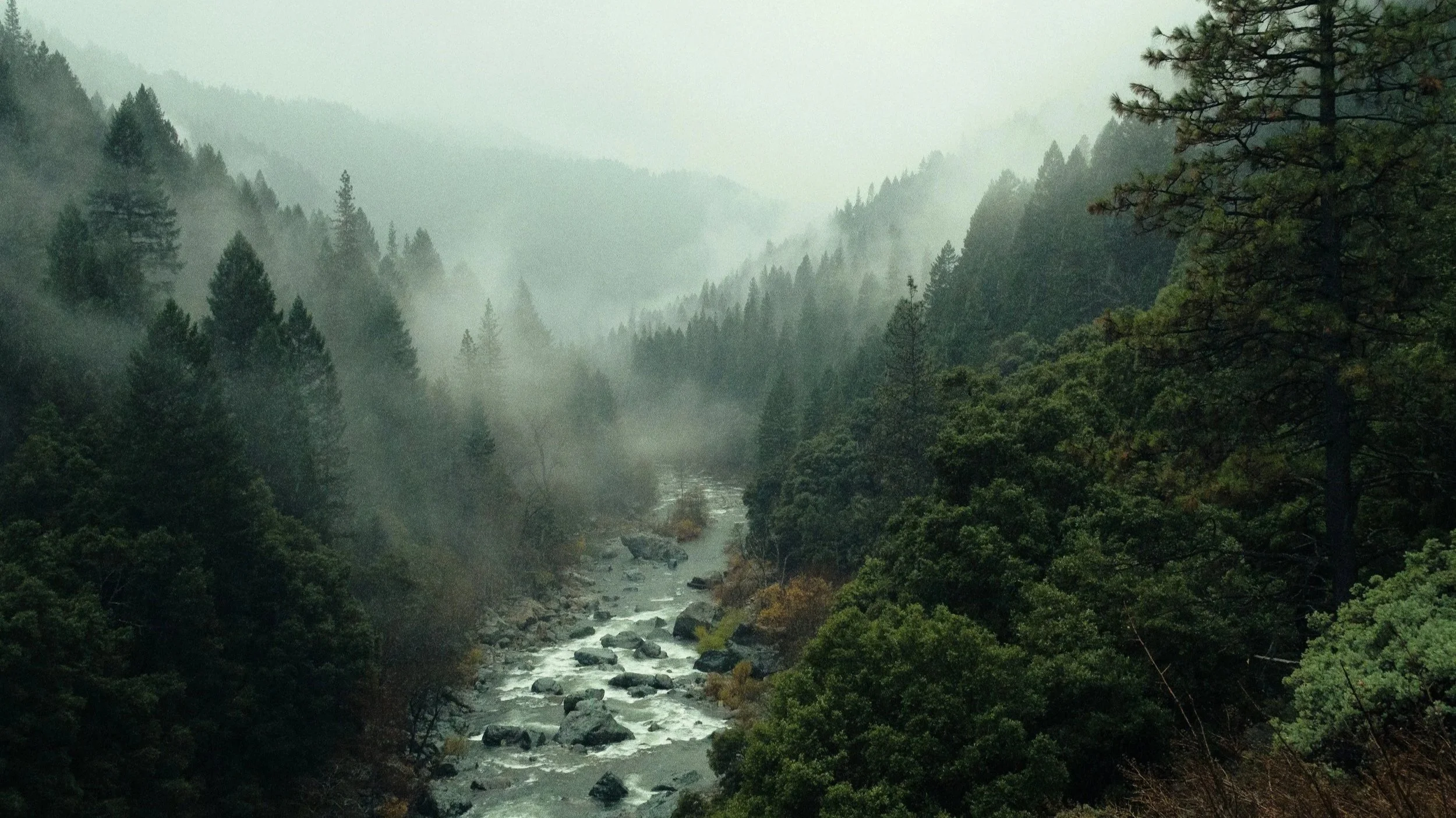 rendezvous coconut wax candle wood wick earthy herbal