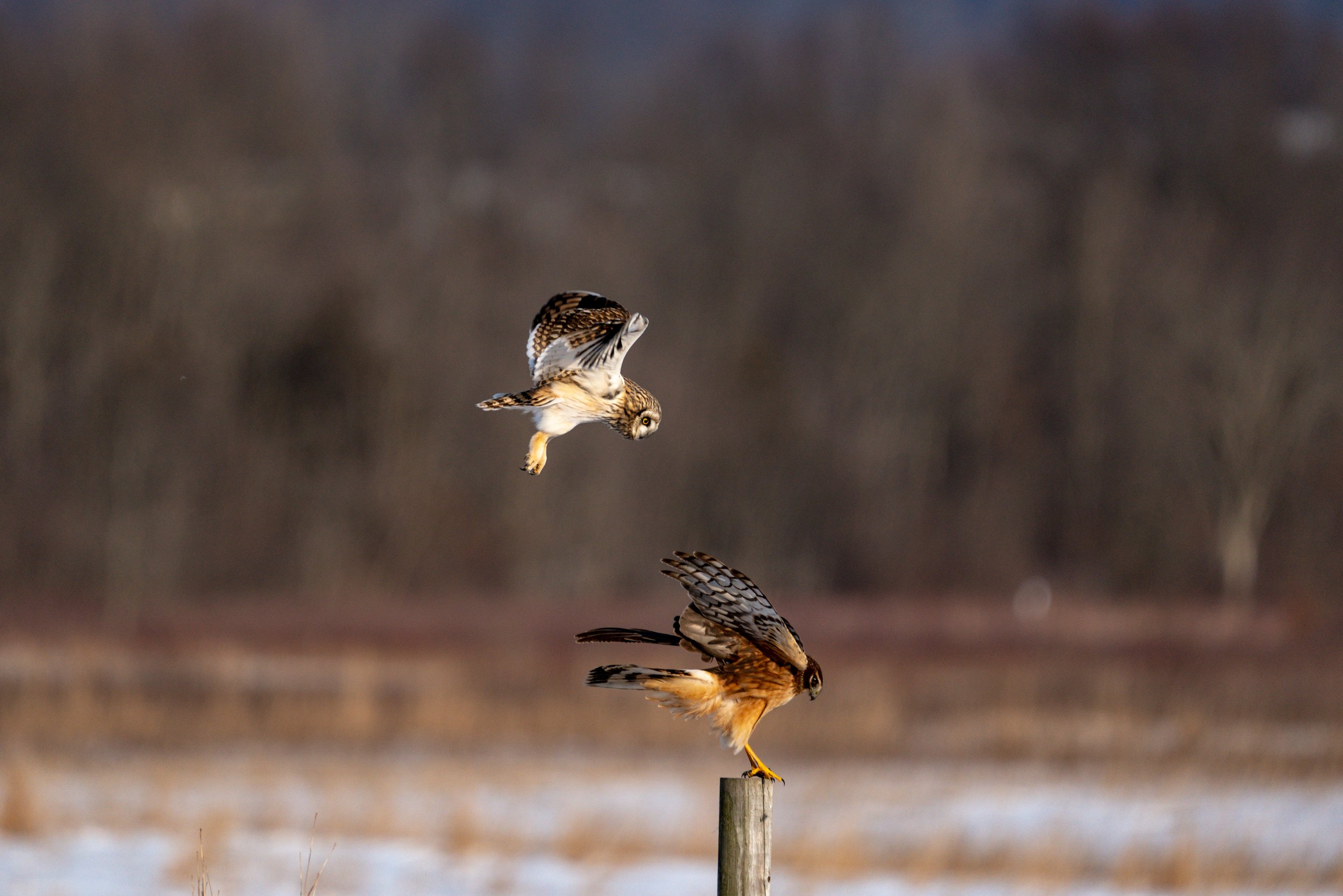 Sony Alpha: Photo of the Day