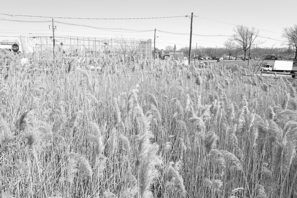Grasses and Construction, New Jersey