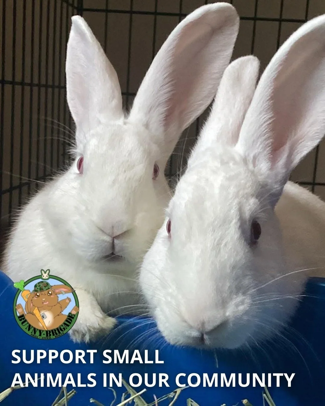 Join us for our January Community Yoga Class, led by Erica Nielsen, benefiting Bunny Brigade Inc. &mdash; a local organization devoted to the care, rescue, and well-being of small animals in our community. From foster and adoption to education and sa