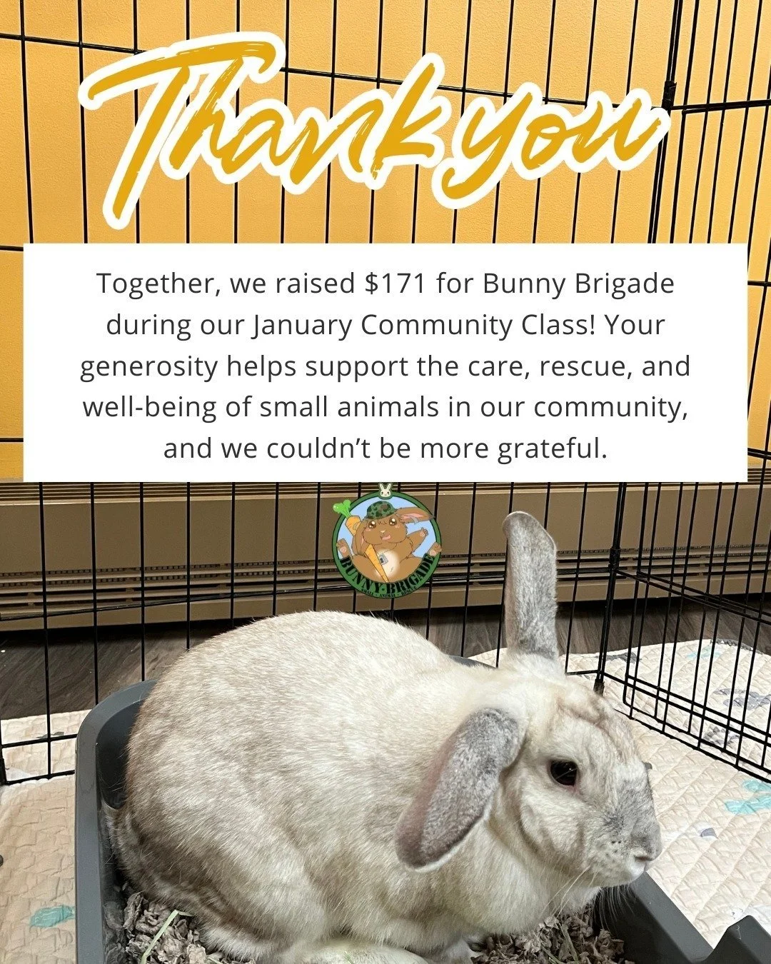 A huge, heartfelt THANK YOU to our Just Plain Yoga community 

Because of your generosity and presence, we raised $171 for Bunny Brigade during our January Community Class, supporting the care, rescue, and well-being of small animals right here in ou