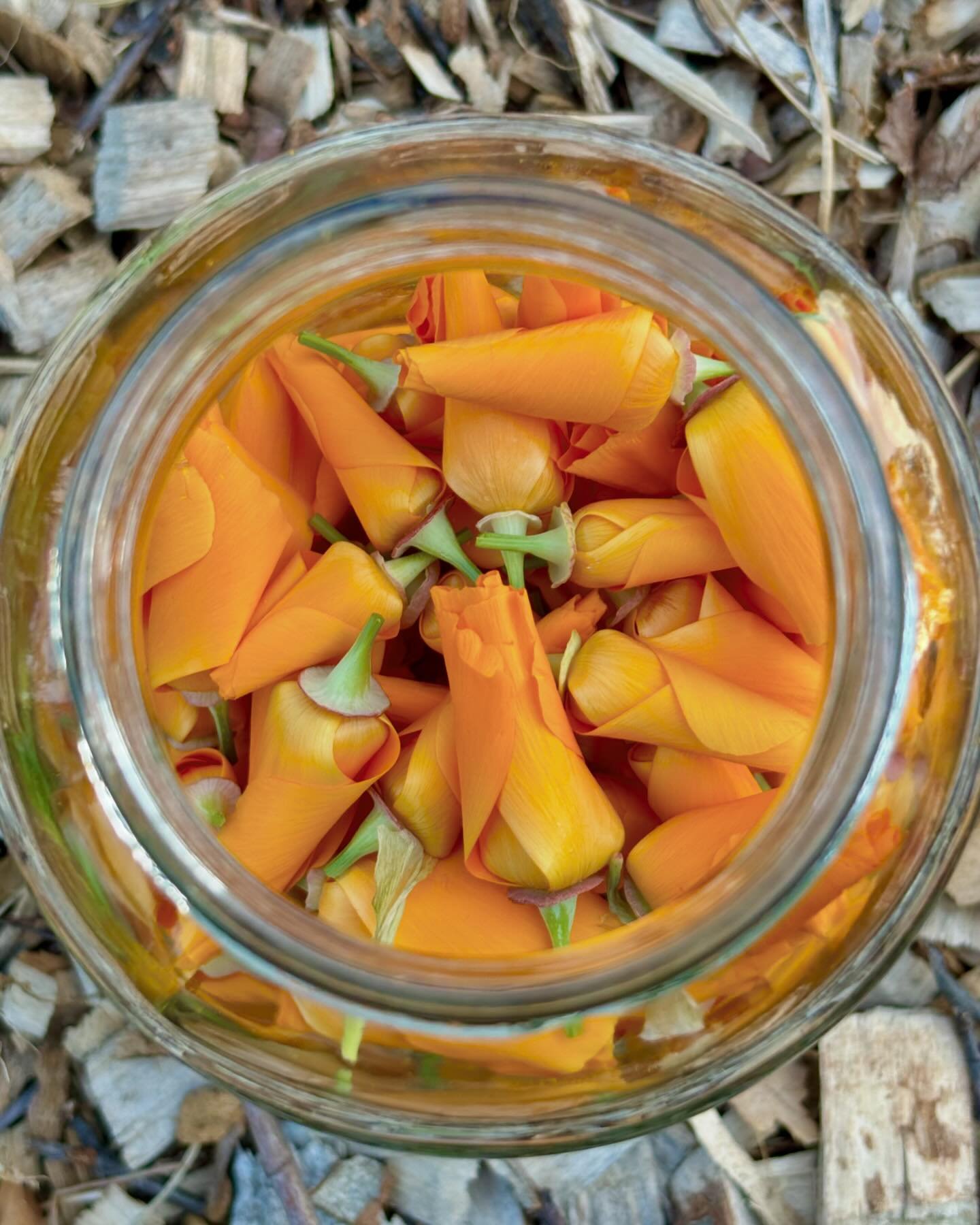 Taking a moment to appreciate the simple joy of freshly picked California Poppies, hand selected for my friend @xo.air as she concocts a calming tincture. 

As I delve into the world of herbalism, I&rsquo;m excited to explore the intuitive side of cr