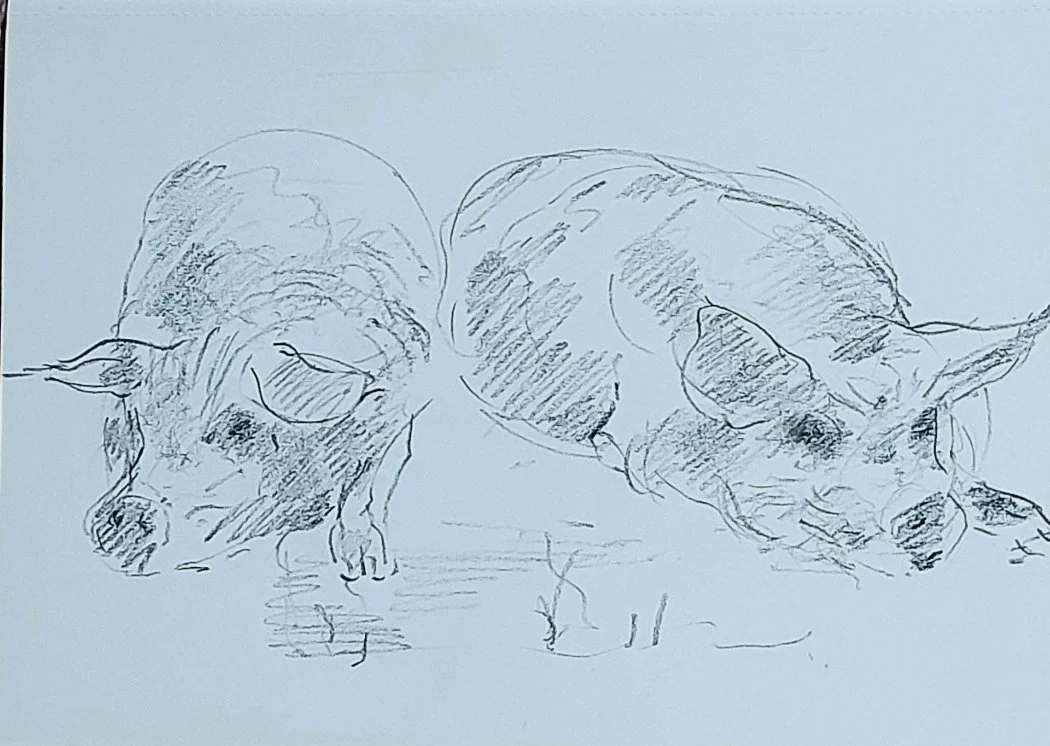 Kunekune pigs