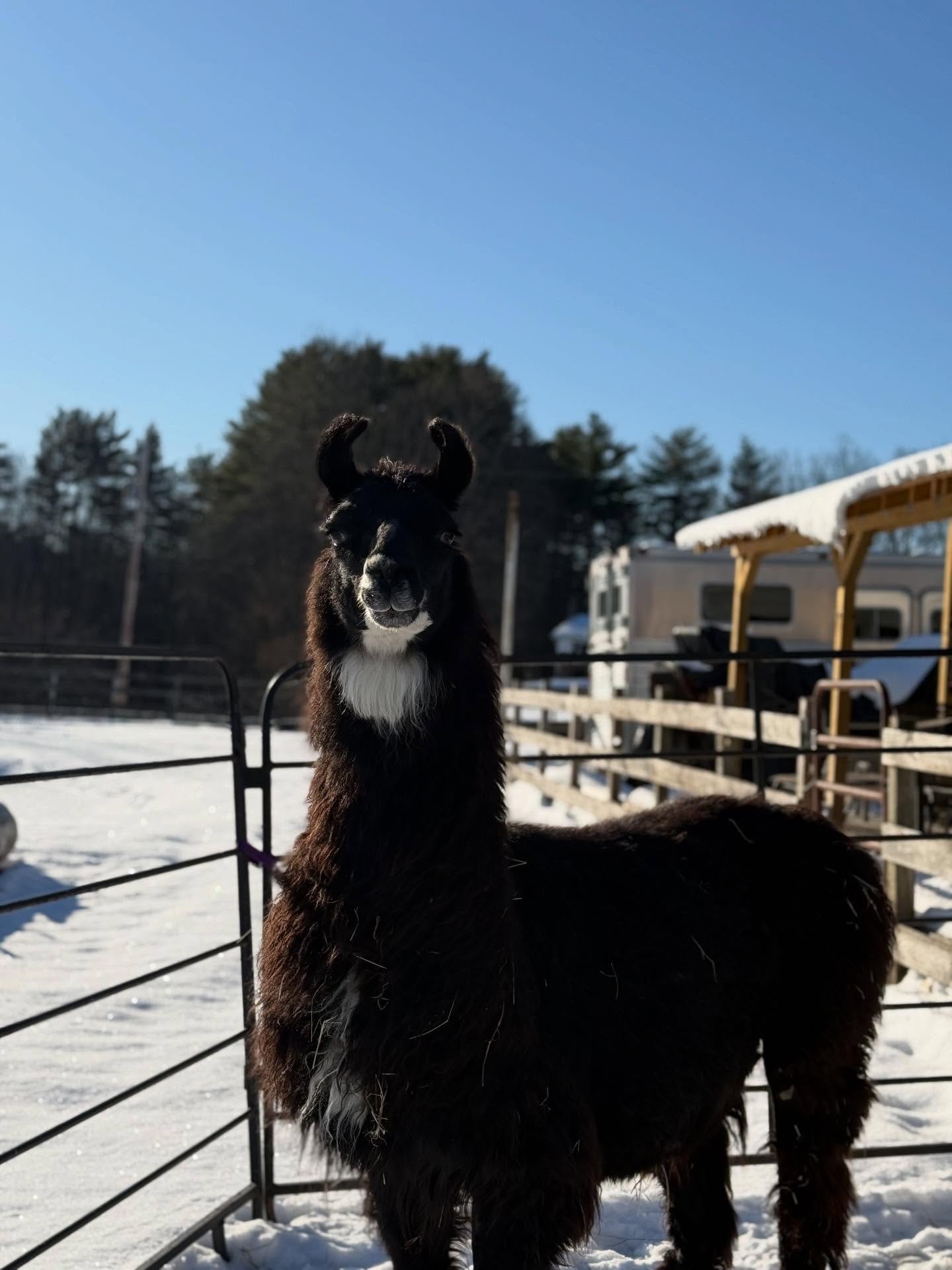 601104295_18546211225037622_3054615397621469583_n (1).jpg