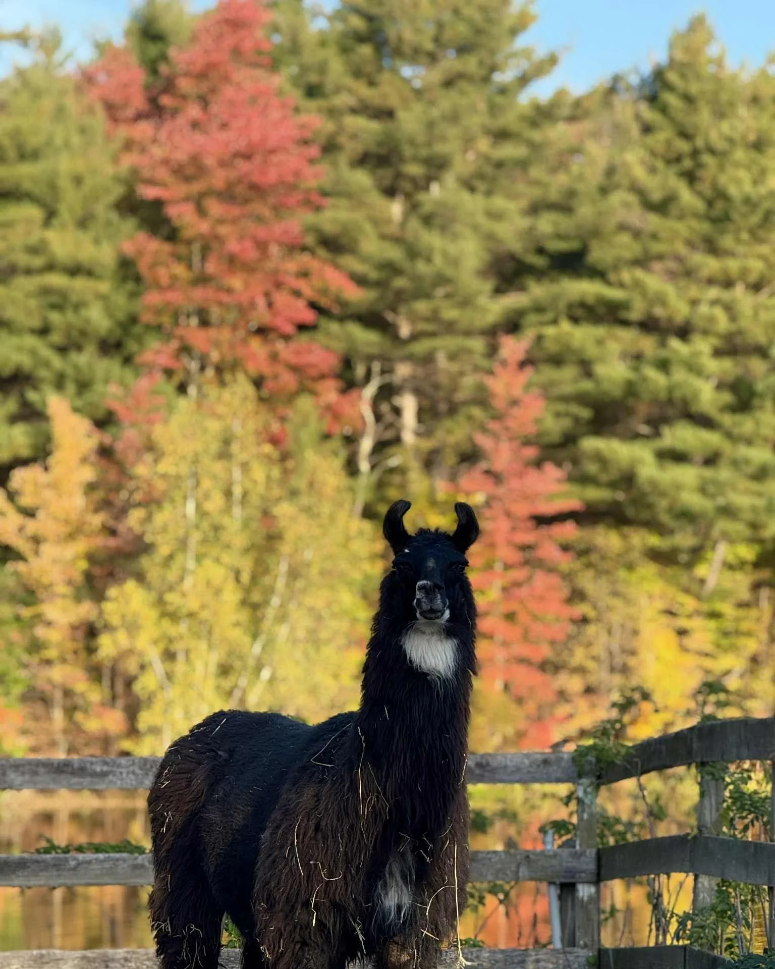 559297324_1230133952485354_6707250443570269851_n (1).jpg