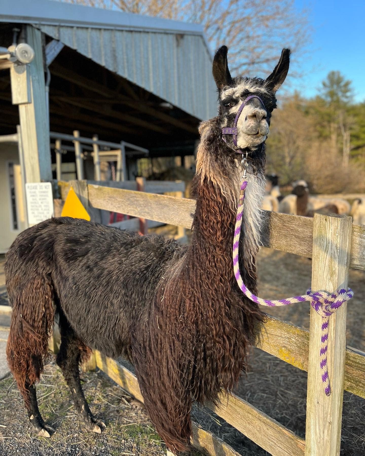 Sponsor a Llama - Layla