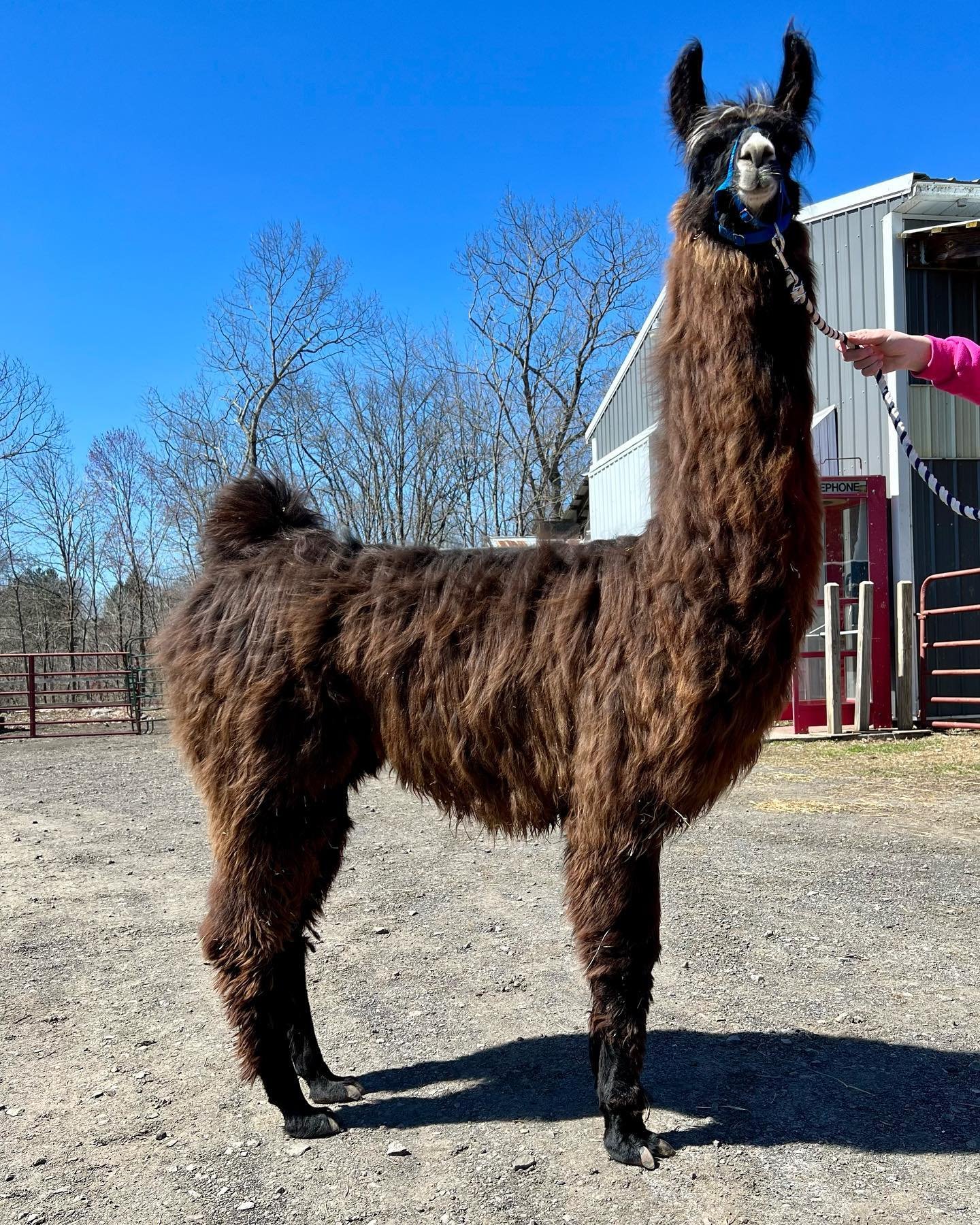 Sponsor a Llama - Liz