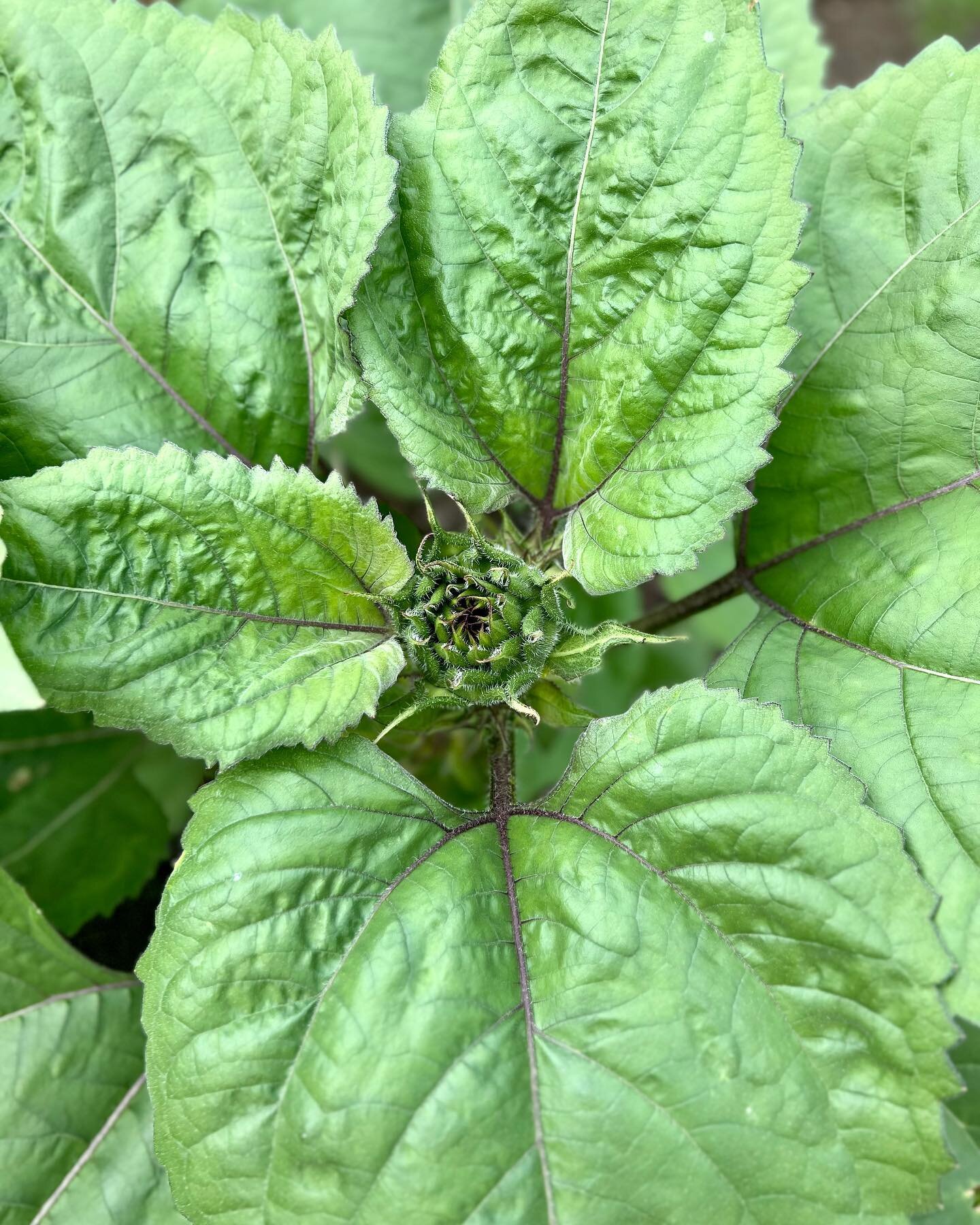 Sunflowers getting ready to bloom 🌻 

#darkknightflowerfarm #flowerfarm #flowers #blooms #sunflower #farm #farmer #farmher #flowerfarmer