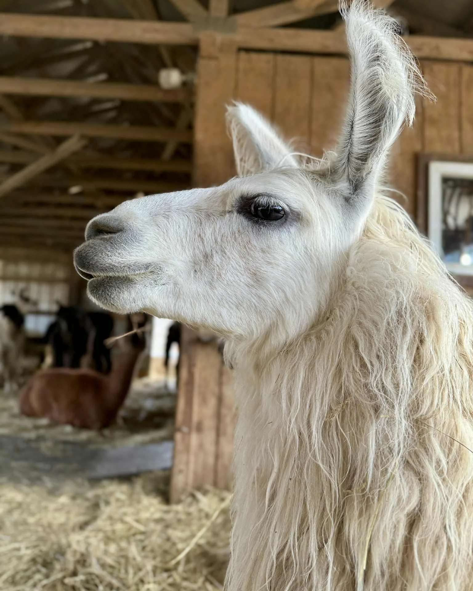 583301275_1266914905473925_3011948863348661853_n.jpg (Copy)