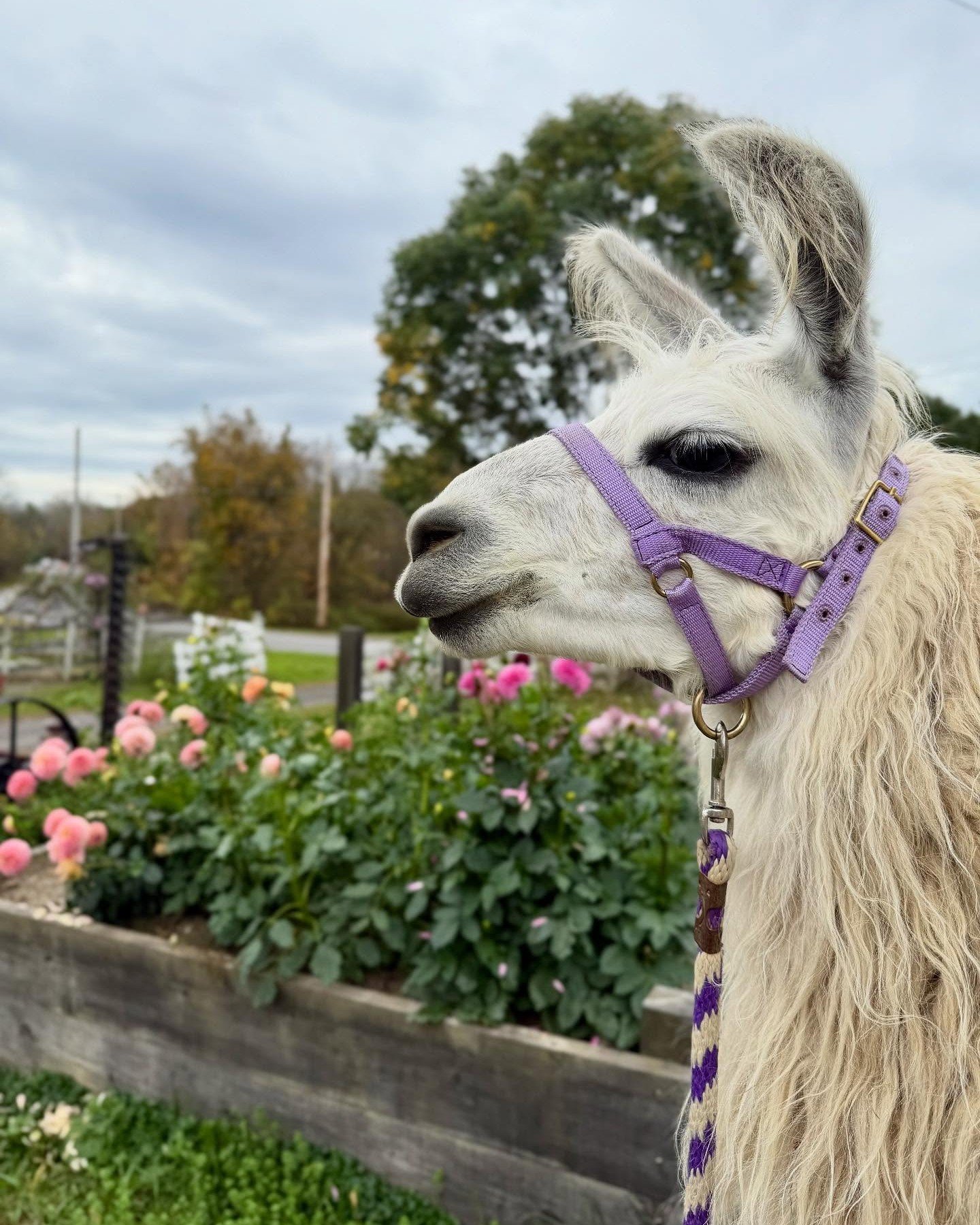 605837614_1495573299243280_3664204990574748533_n.jpg (Copy)