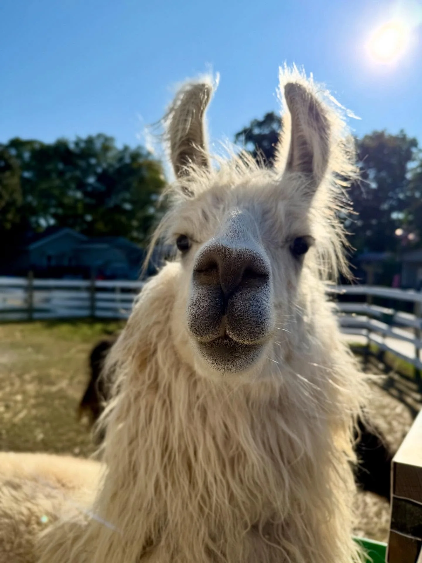 544973085_18525676654037622_1762886448128941229_n.jpg (Copy)