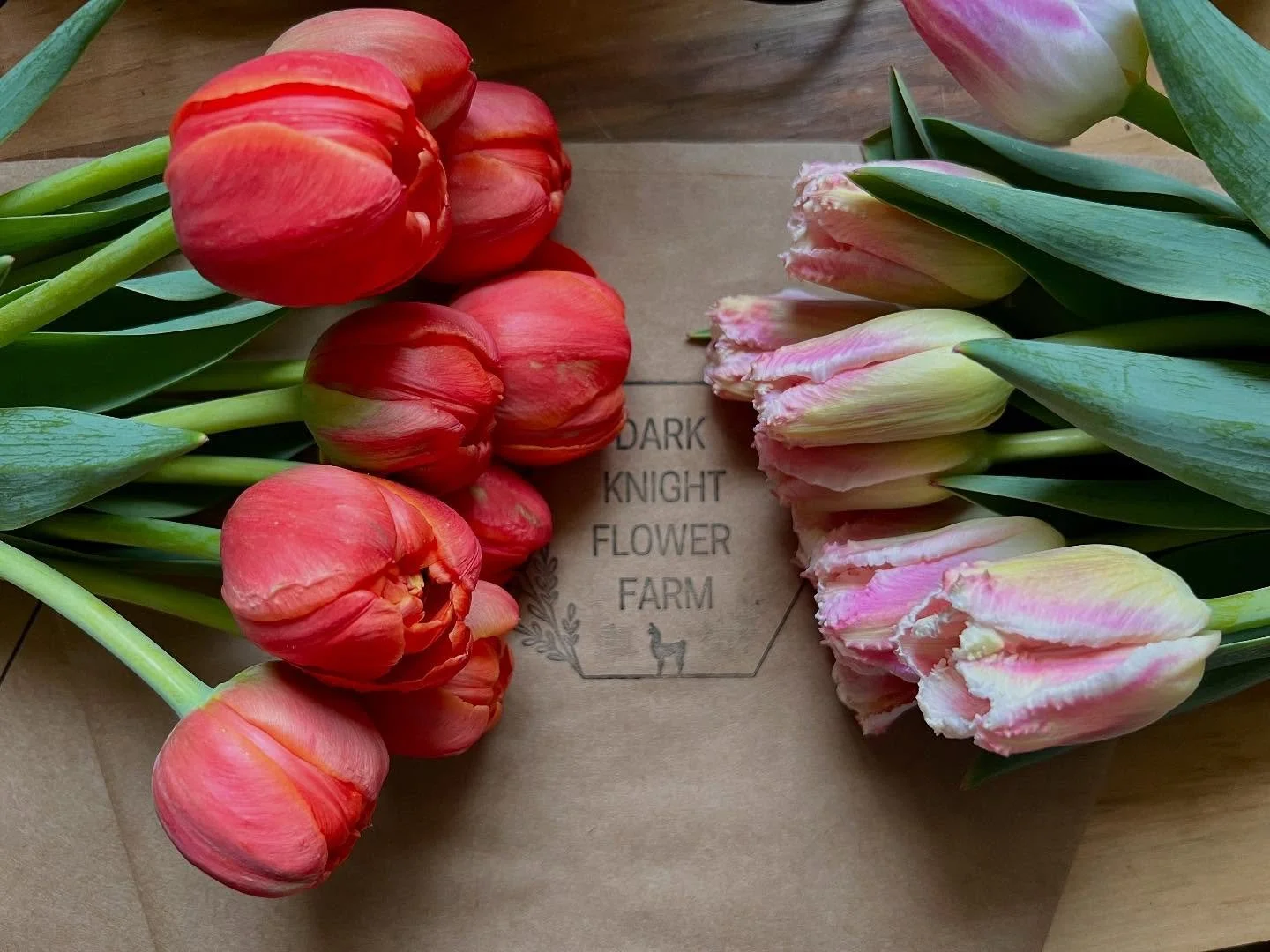 494777669_18066505757298834_6585394451281488967_n.jpg (Copy)