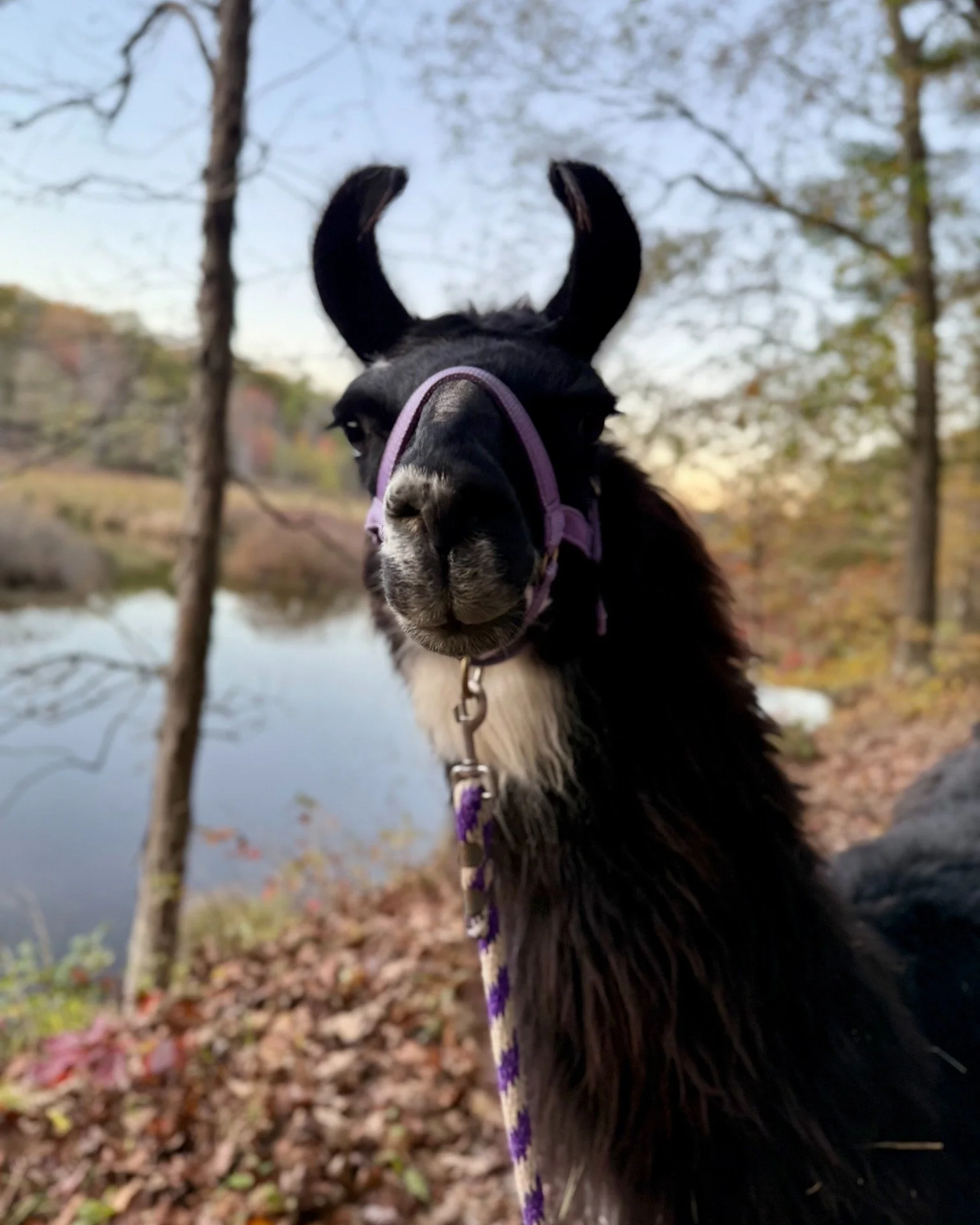 578758286_1258060986359317_4196233737131271412_n (1).jpg