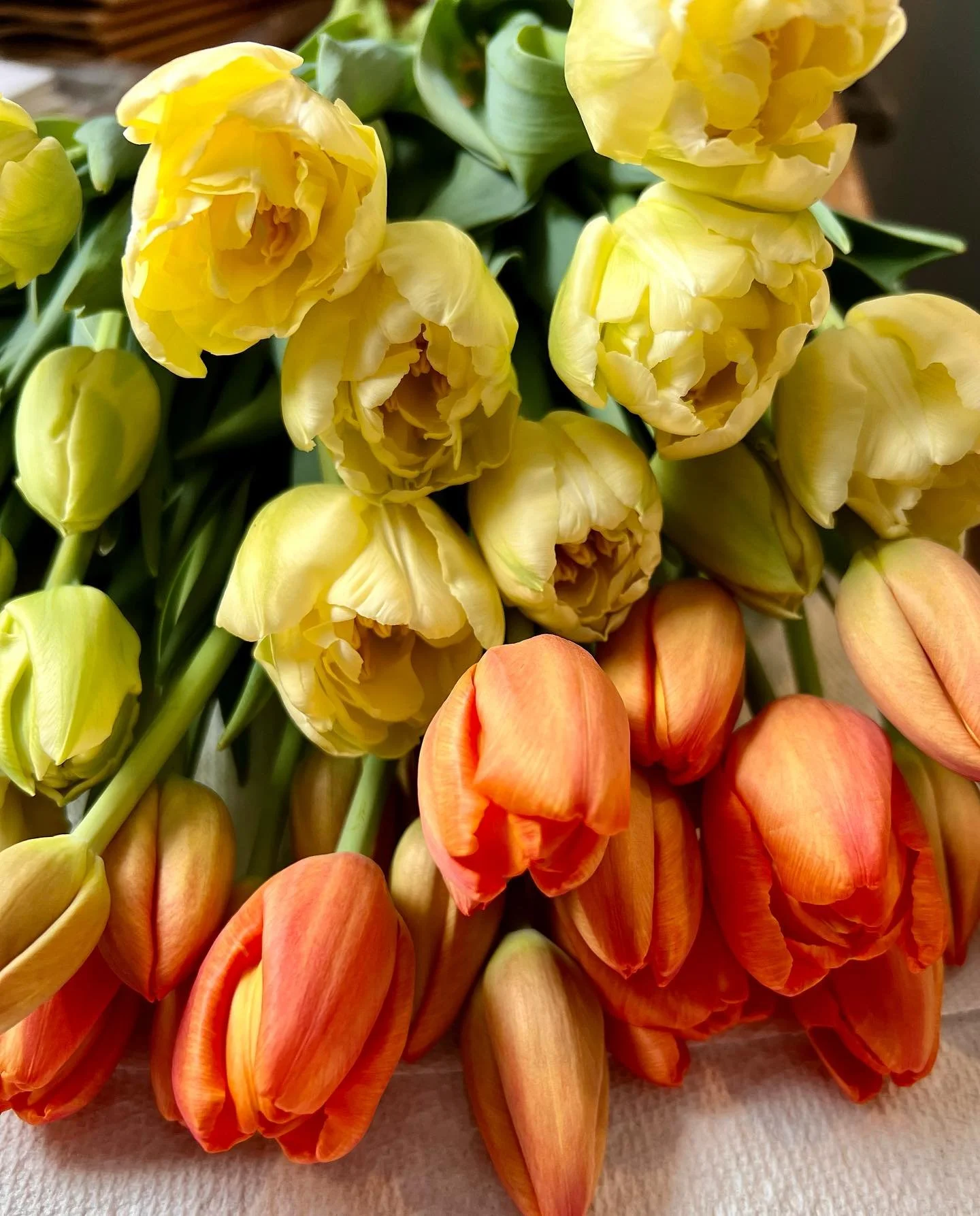 468098804_18049912202298834_425410301529169374_n.jpg (Copy)