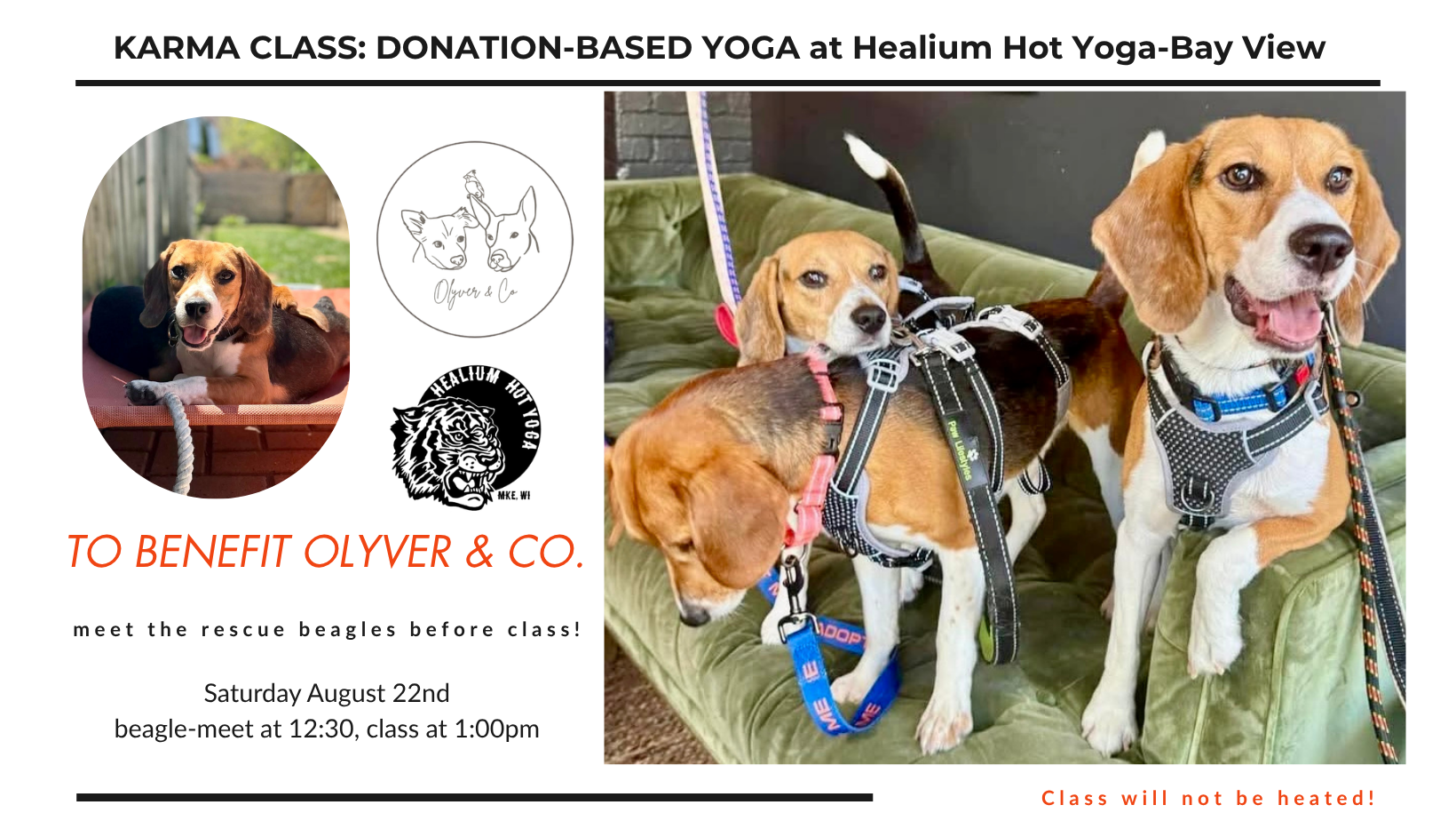 KARMA class: Meet the Rescue Beagles! Benefitting Olyver &amp; Co.