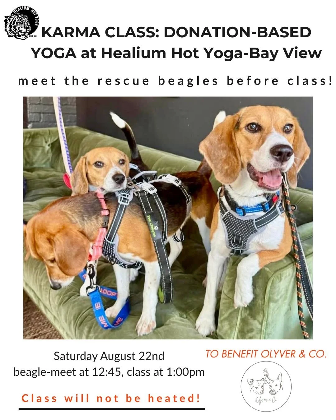 Karma Class: Meet the Rescue Beagles! 
Benefitting Olyver &amp; Co.

Join Lisa on Saturday August 22nd at Healium Hot Yoga-Bay View for a 45 minute gentle yoga class to benefit Olyver &amp; Co., a Milwaukee dog rescue whose mission is to provide a sa
