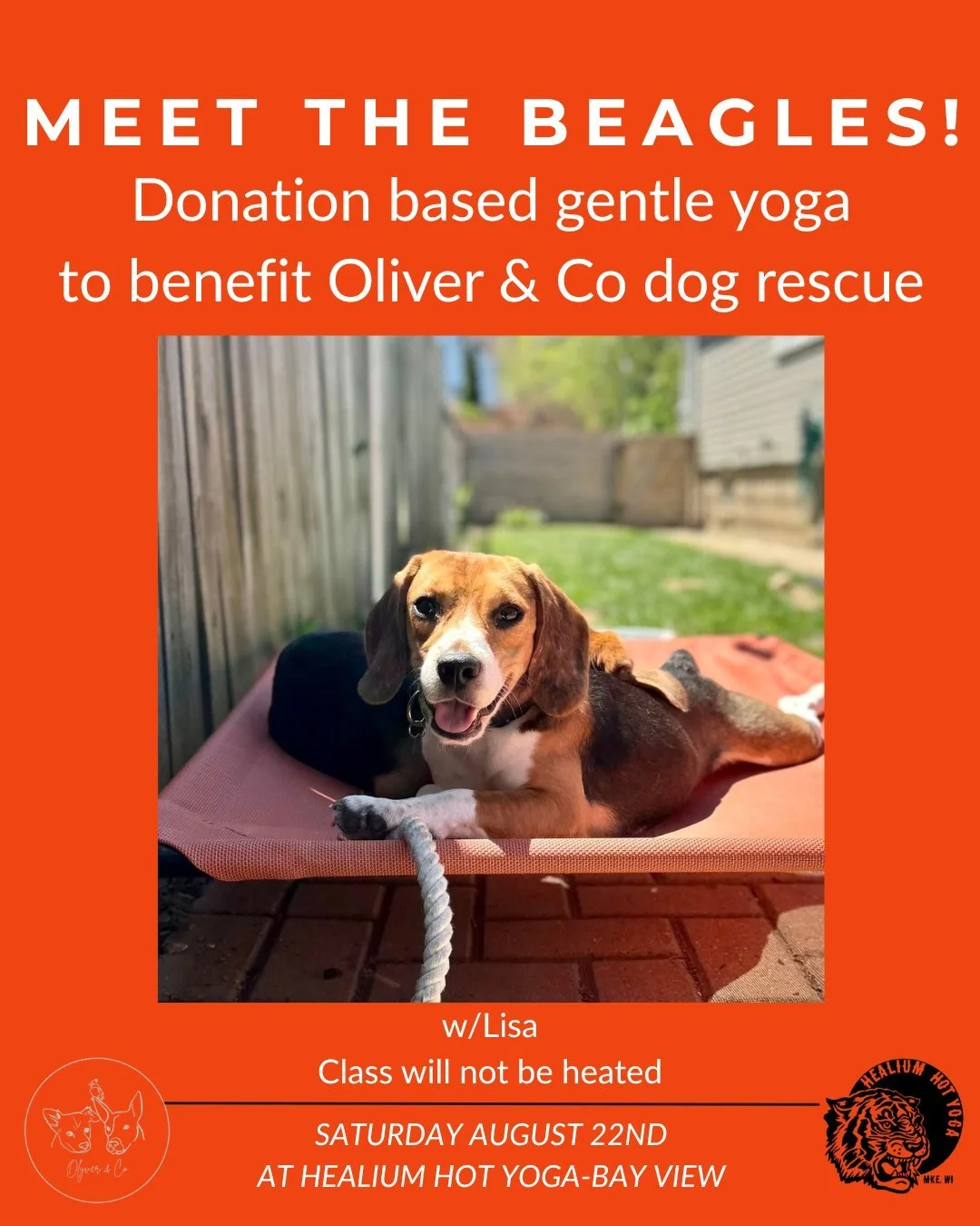 Meet the Beagles! 
Donation based yoga to benefit Olyver &amp; Co.

Join Lisa on Saturday August 22nd at Healium Hot Yoga-Bay View for a 45 minute gentle yoga class to benefit Olyver &amp; Co., a Milwaukee dog rescue whose mission is to provide a saf