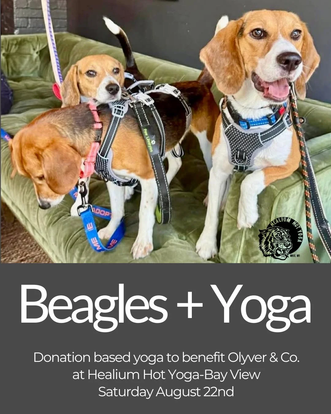 Meet the Beagles! 
Donation based yoga to benefit Olyver &amp; Co.

Join Lisa this Saturday August 22nd at Healium Hot Yoga-Bay View for a 45 minute gentle yoga class to benefit Olyver &amp; Co., a Milwaukee dog rescue whose mission is to provide a s
