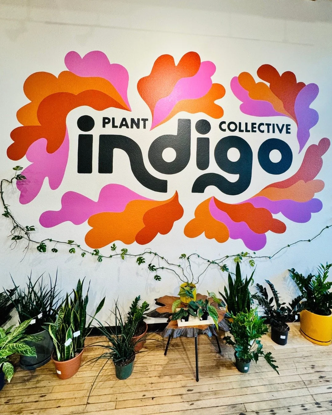 Indigo Plant Collective

We are so happy to feature Indigo Plant Collective this week! Located at 215 S. 2nd St., this boutique plant shop has been open for two years and focuses on indoor houseplants, cacti and succulents, with a  selection of uniqu