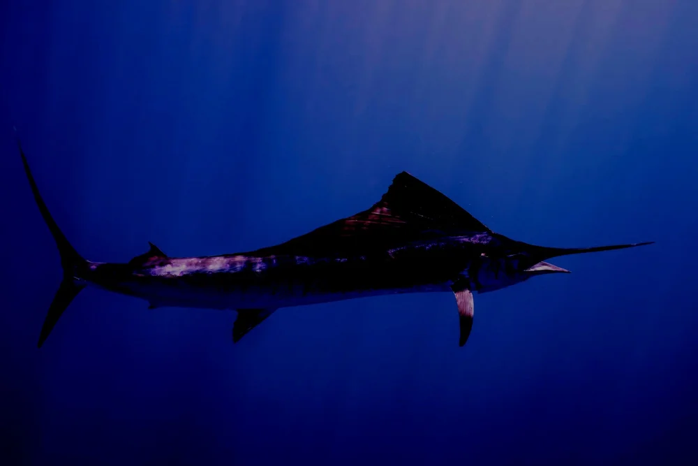 South Florida — Daily Sportfish