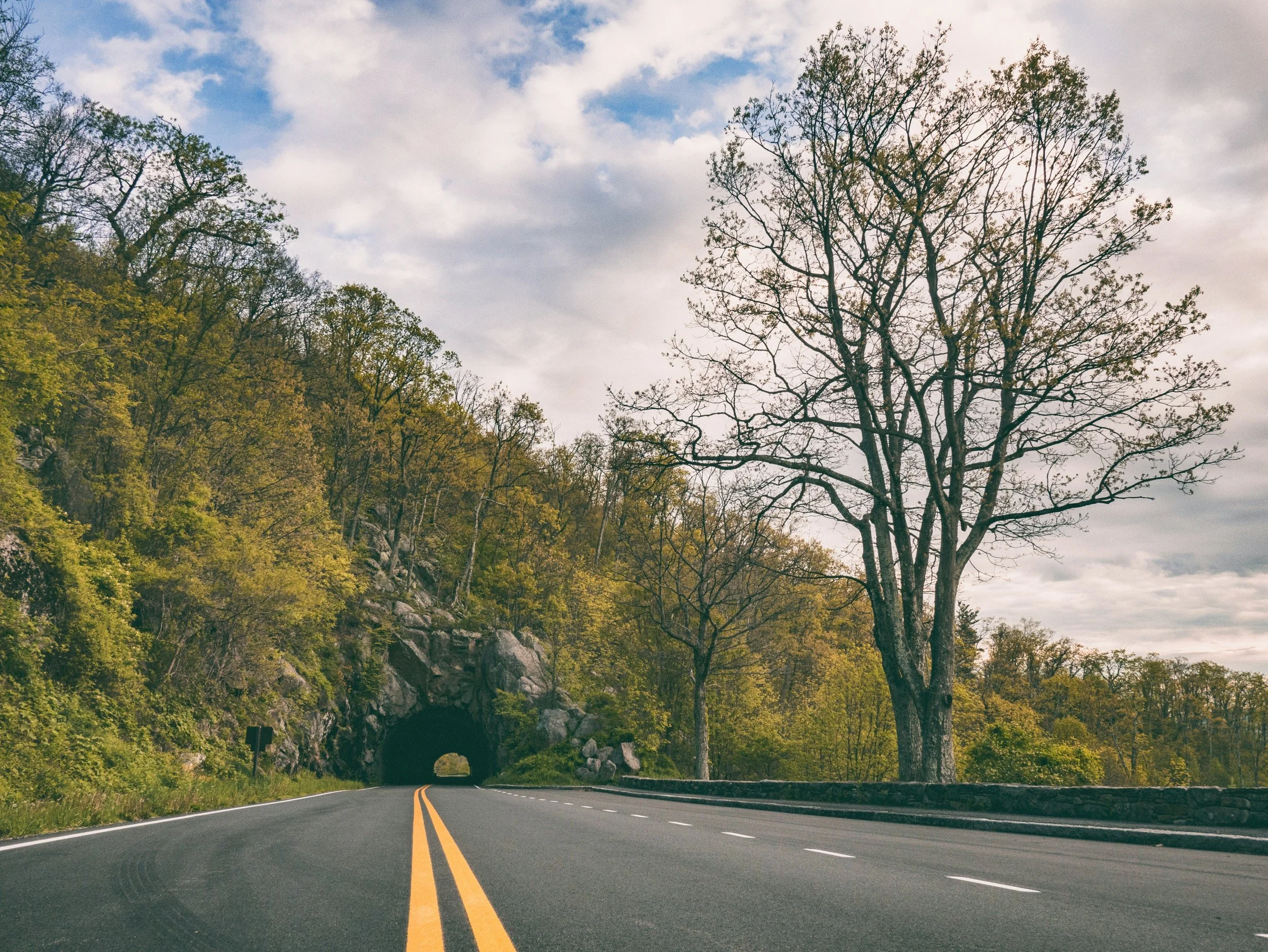 A road stretches into a tunnel covered with forest on Skyline drive through Shenandoagh National Park
