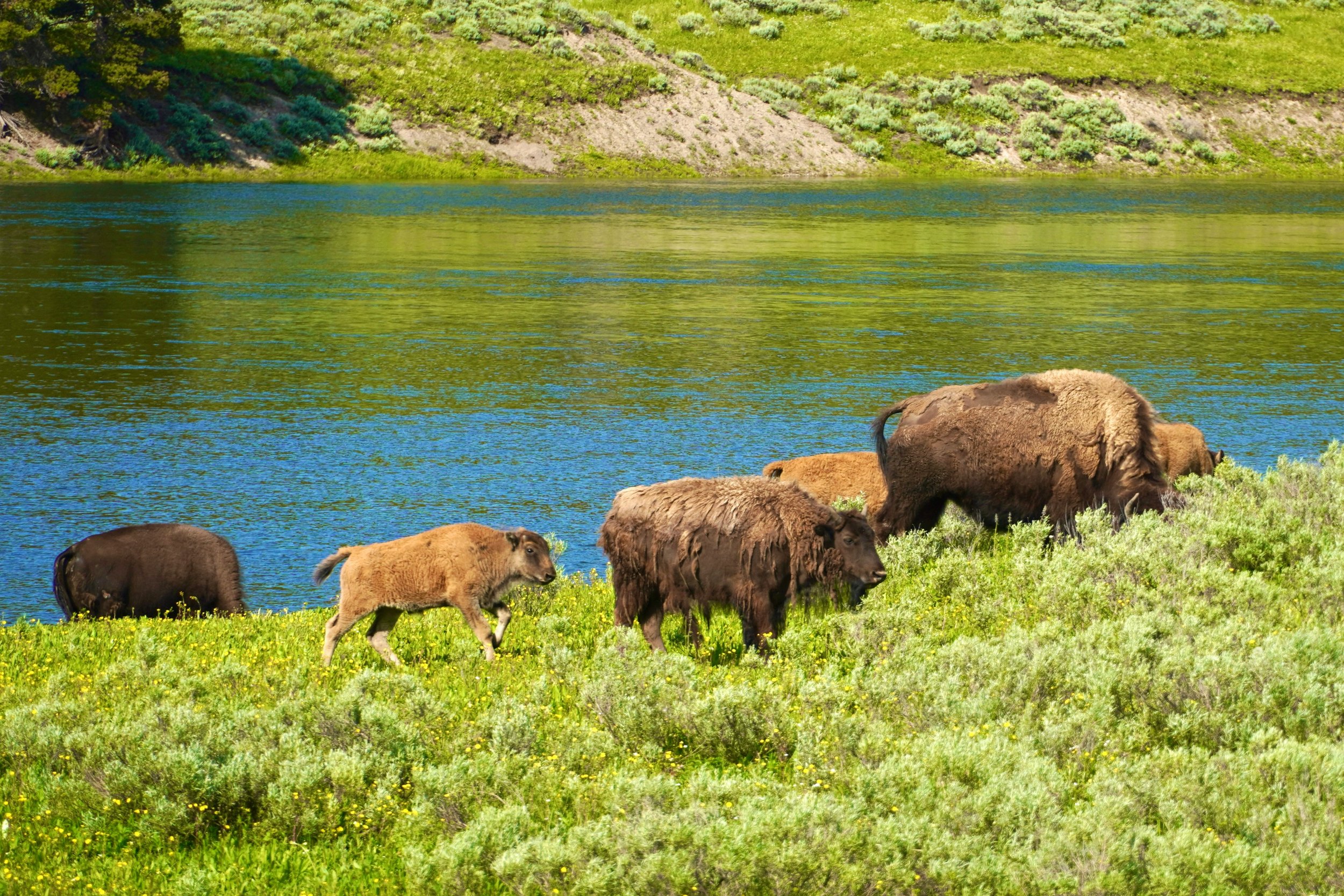 A herd of bison walk with one of their yound away from a river in the Lamar Valley. Drives & Detours best things to do in Yellowstone