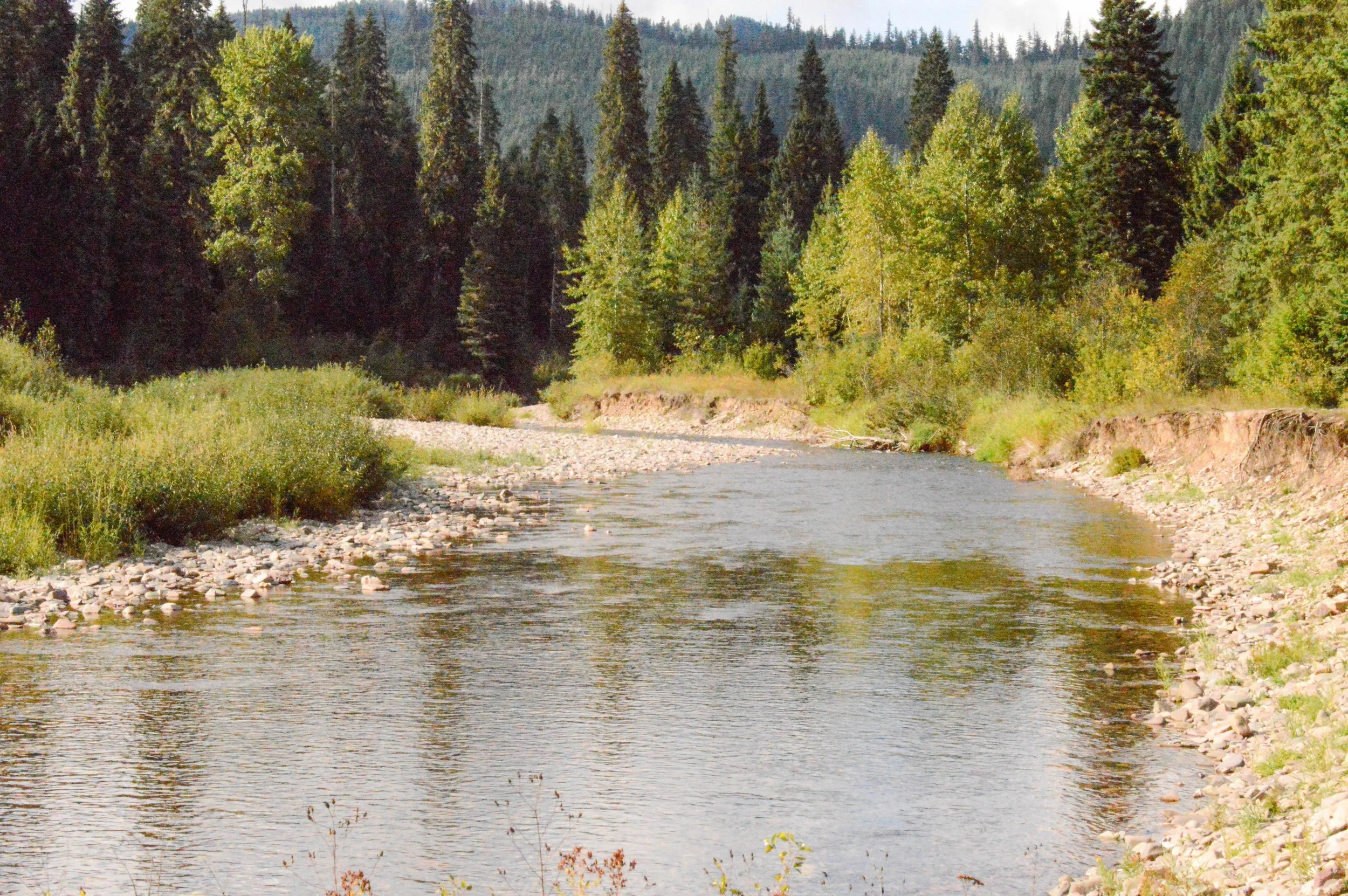 A river runs through the Idaho forests near Wallace