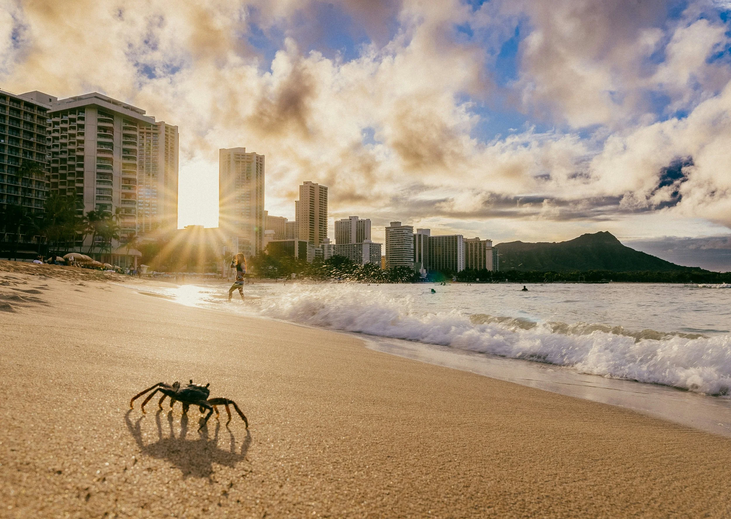 A crab stands on the beach in Honolulu as water crashes nearby. The sun sets through skyscrapers behind. Drives & Detours Waikīkī walking tour