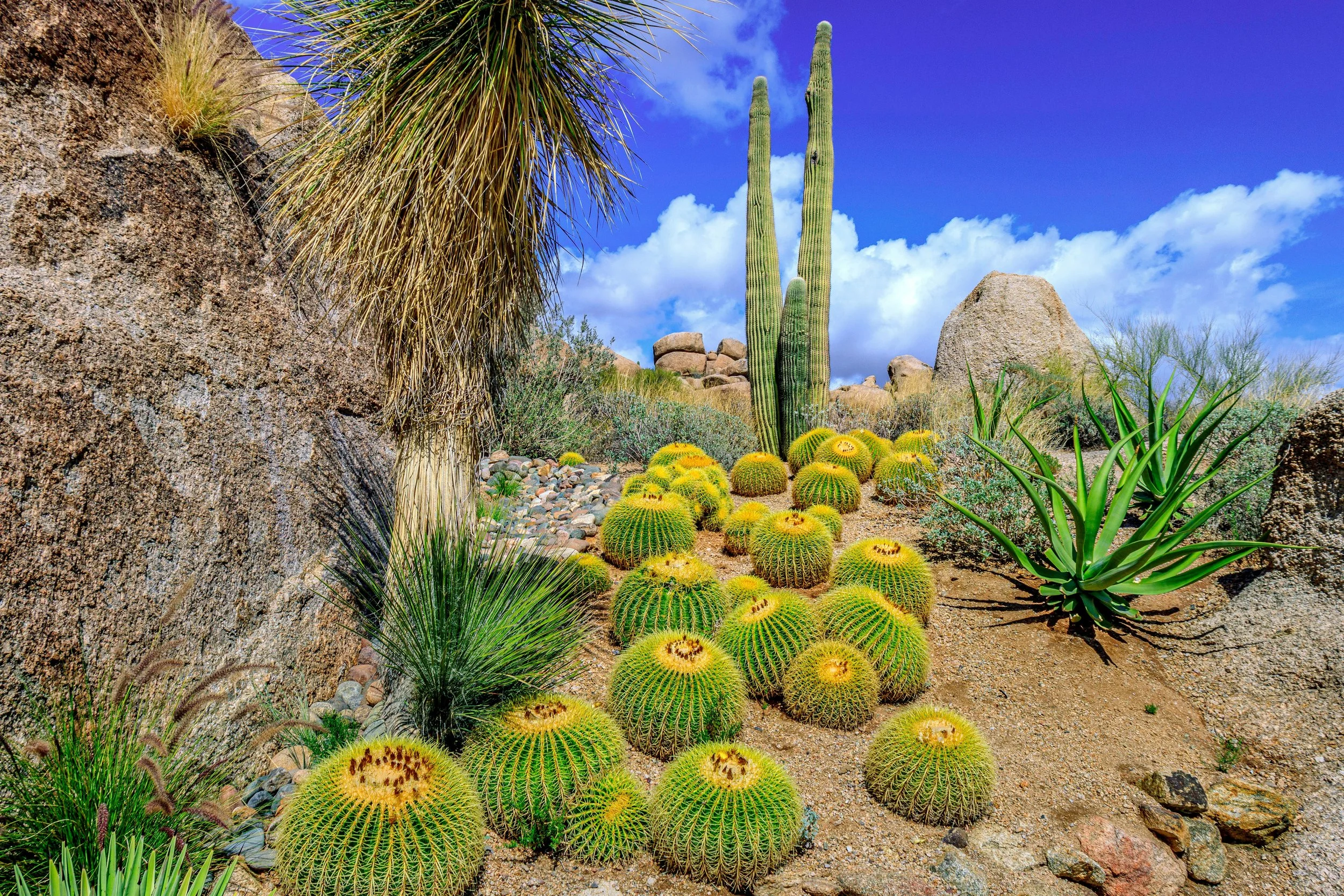 Various types of cacti, from small to large, in the Desert Botanical Garden, Scottsdale