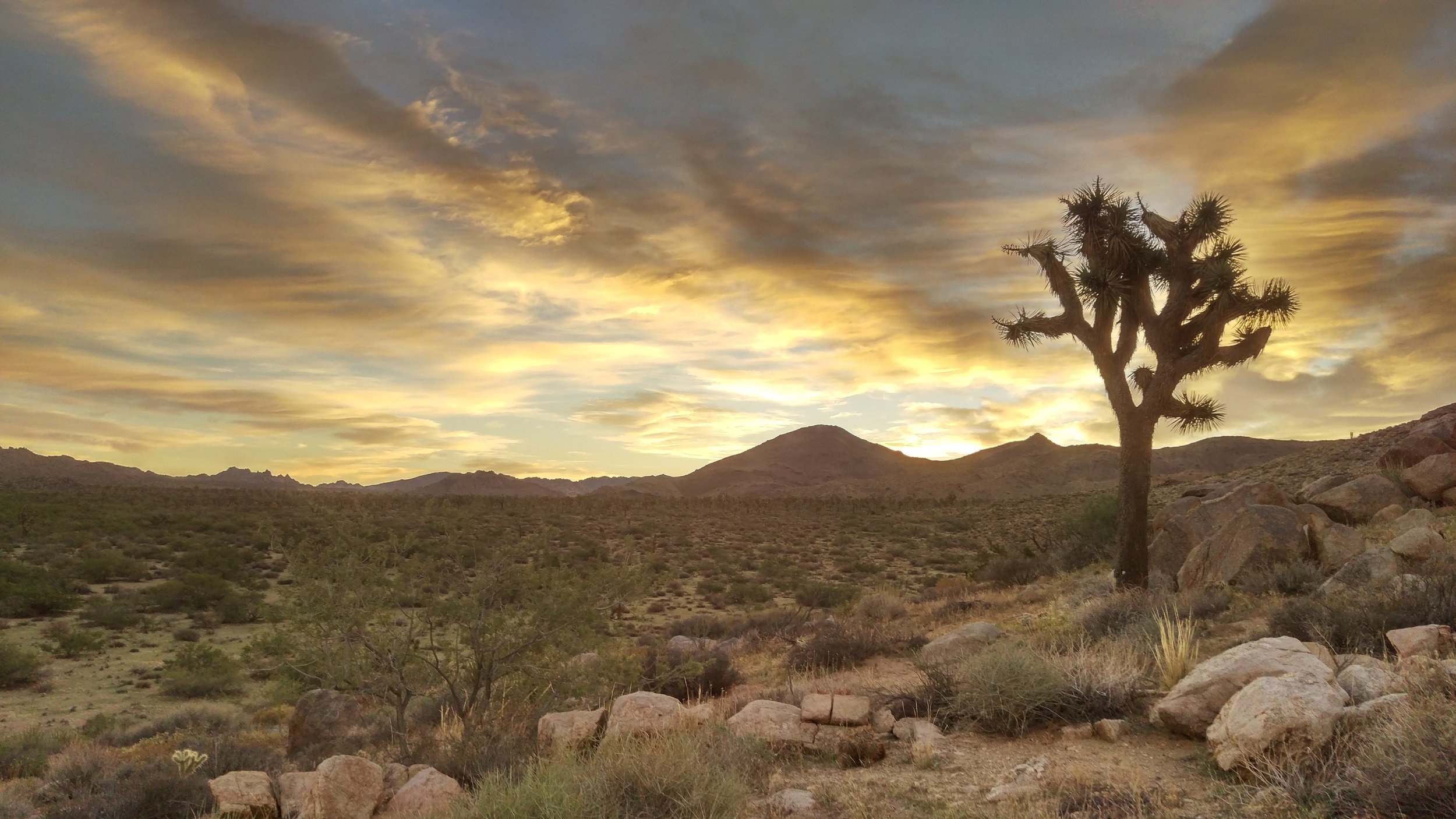 A single tree stands in the Californian desert at sunset. Drives & Detours Joshua Tree local tips