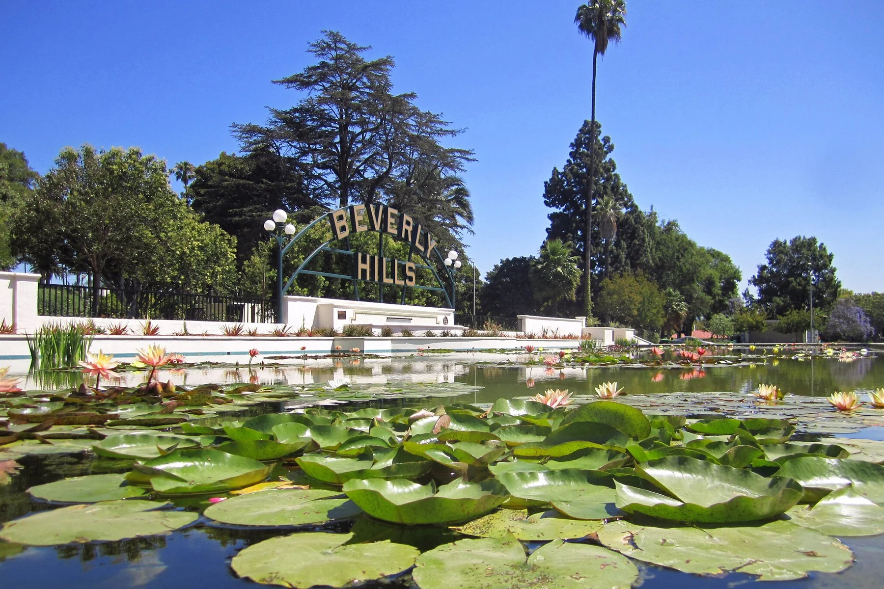 The Beverly Hills sign in Los Angeles. It stands over a lake full of lillies and palm trees grow behind it. Drives & Detours Hollywood to Beverly Hills Driving Tour