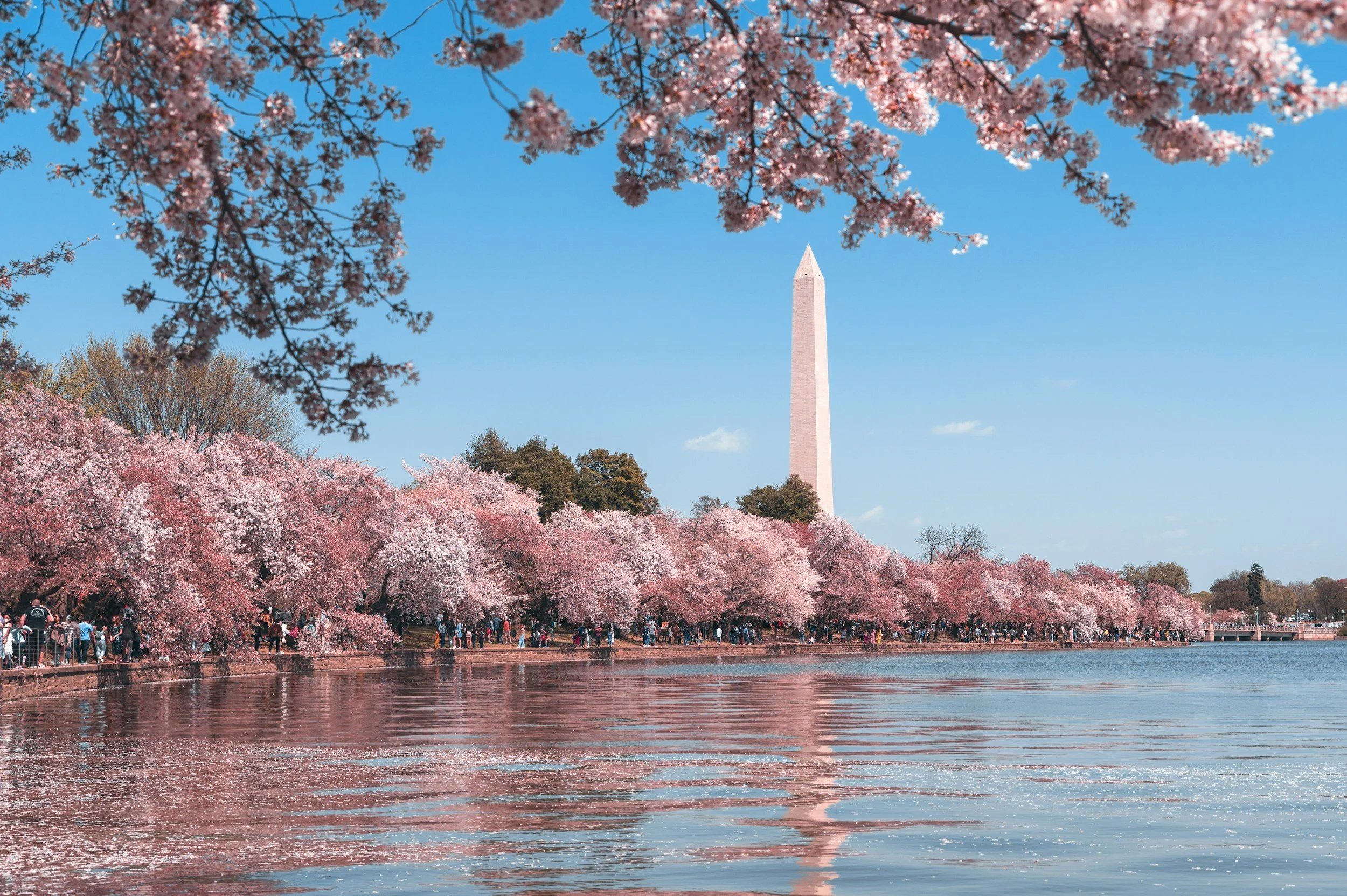 The Washington Monument on the National Mall in Washington DC can be seen through the pink cherry blossom that surrounds the Tidal Basin