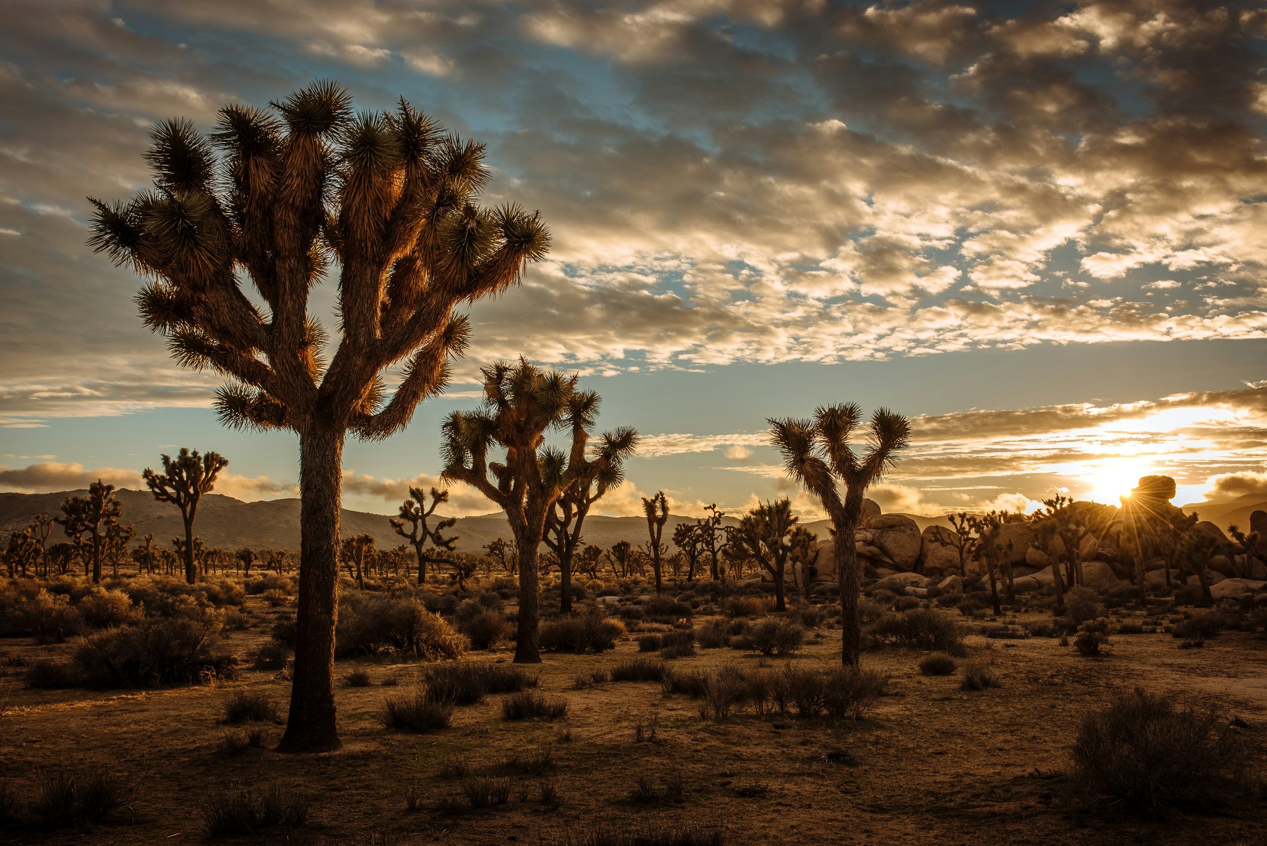 A field of Joshua Trees in the desert at sunset