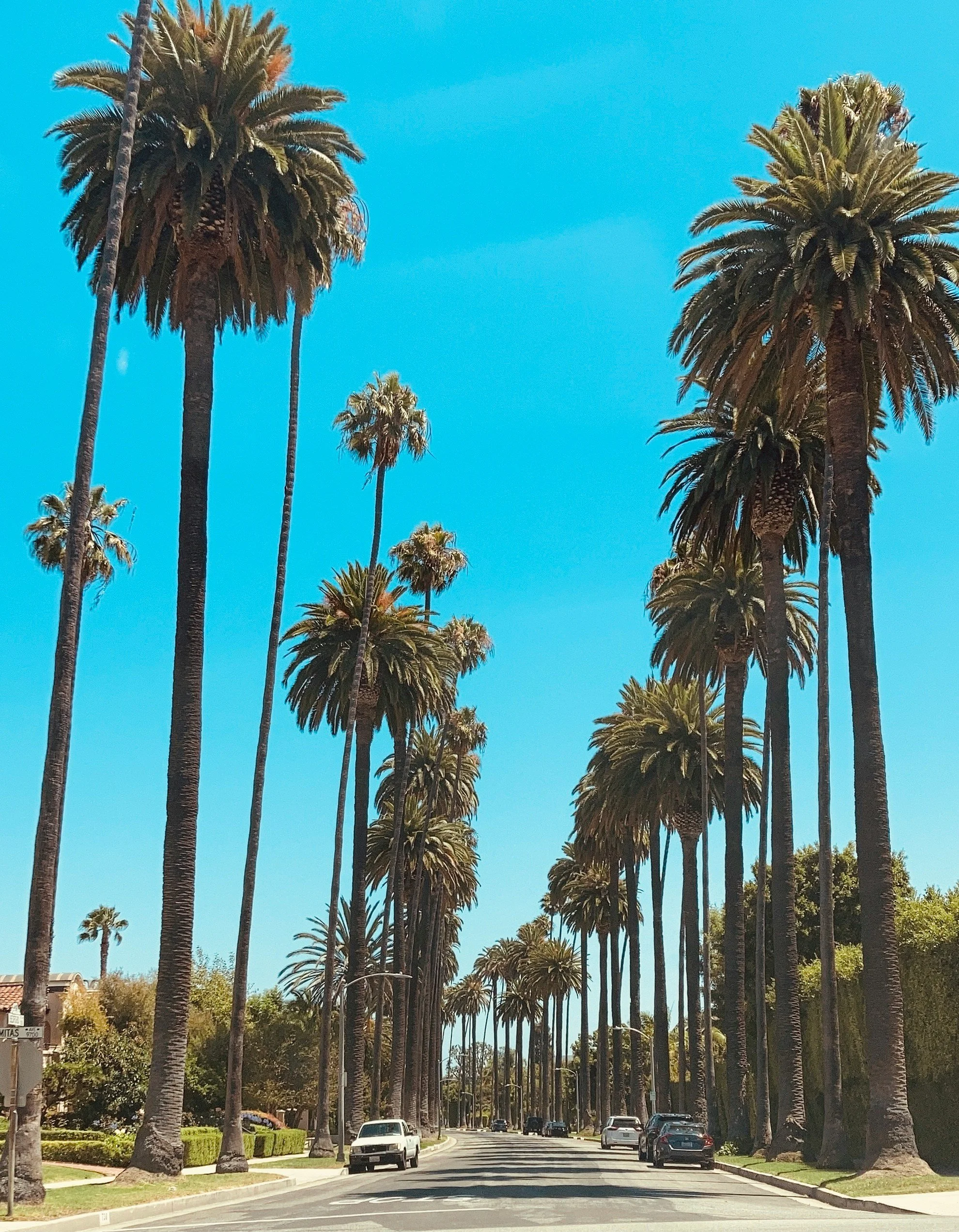 The huge palm trees of Beverly Hills line a road in Los Angeles. They dwarf the cars parked underneath