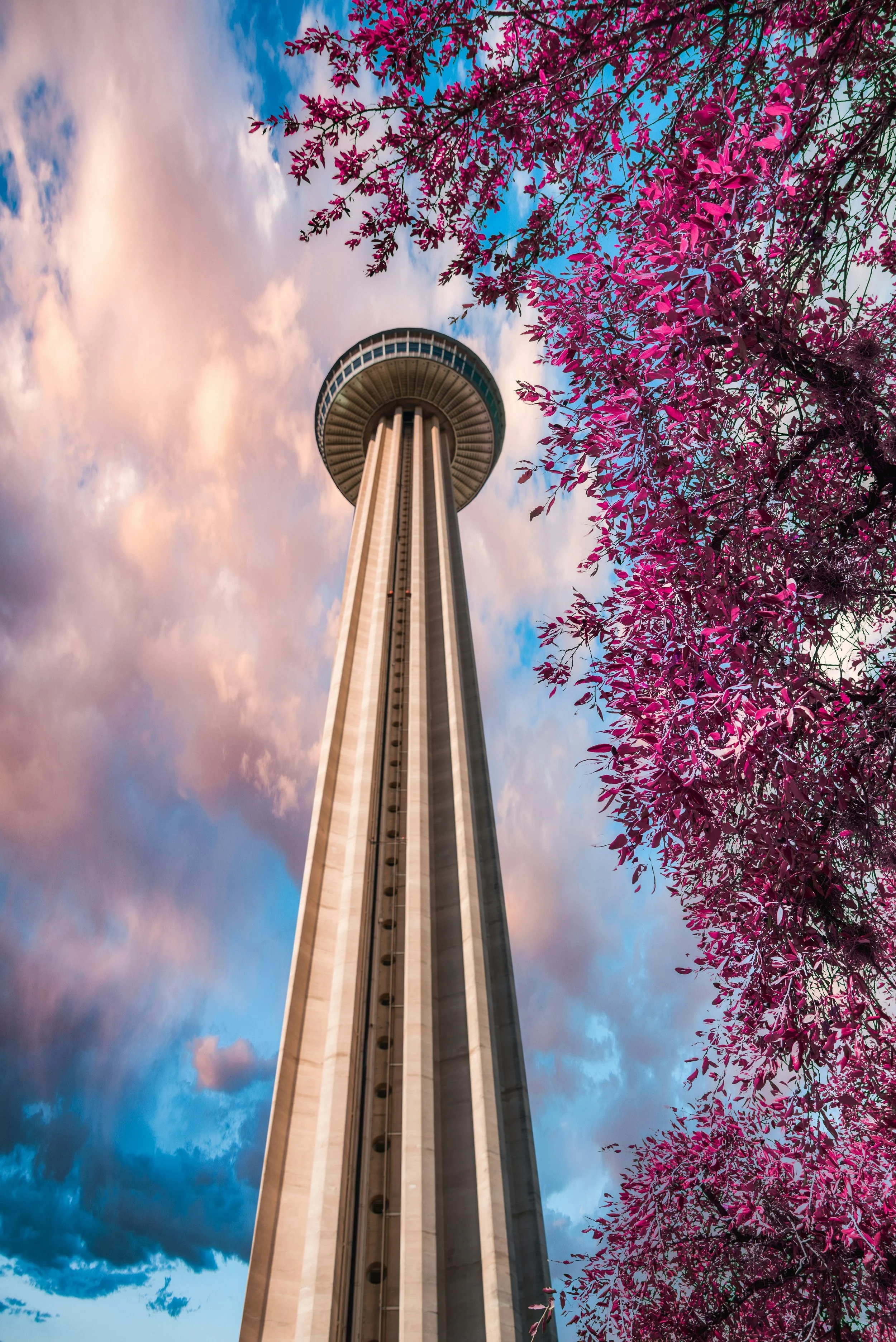 The Tower of the Americas is huge and shot from underneath, making it look taller. The observation deck and rotating restaurant look like a UFO at the top. Pink leaves of a tree fill the right of the picture