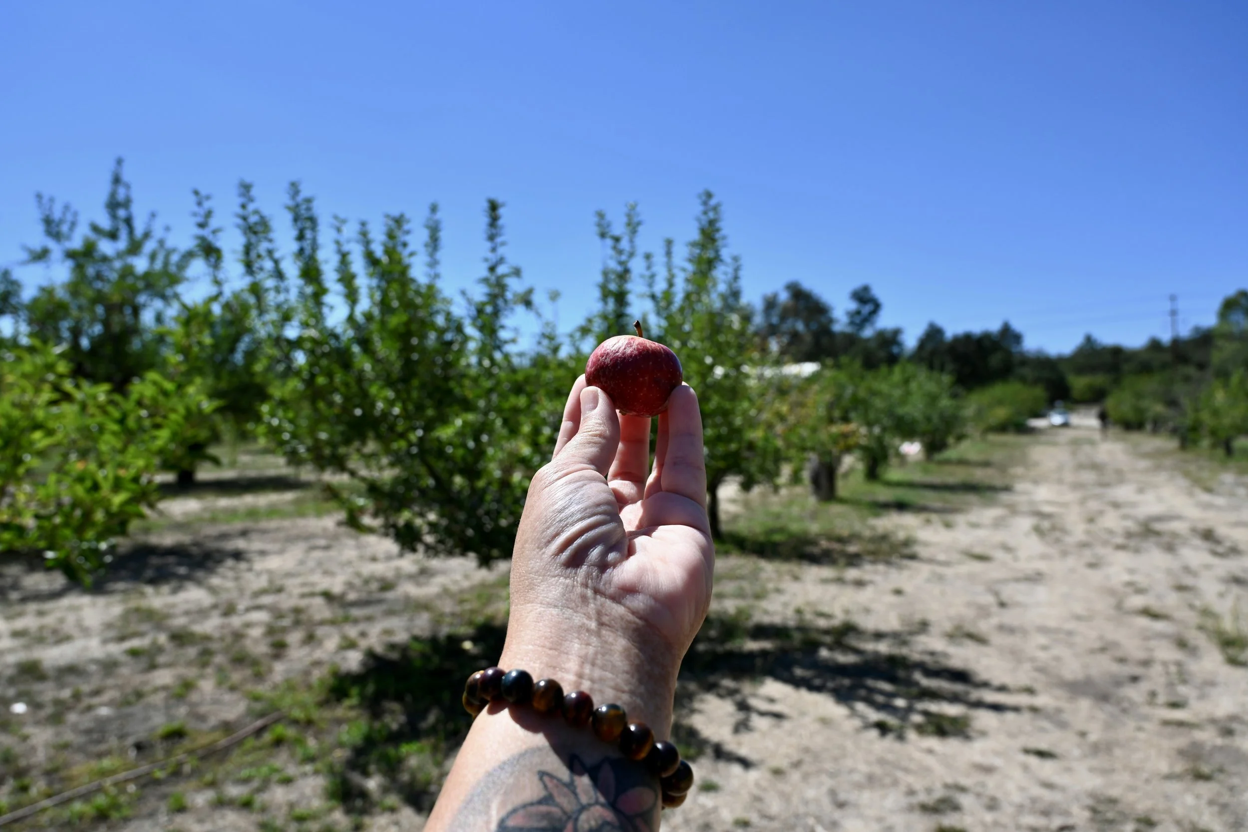 A hand holds a small apple in an orchard. The hand has a wooden bracelet on the wrist and some tattoos. The trees of the orchard are green, but out of focus