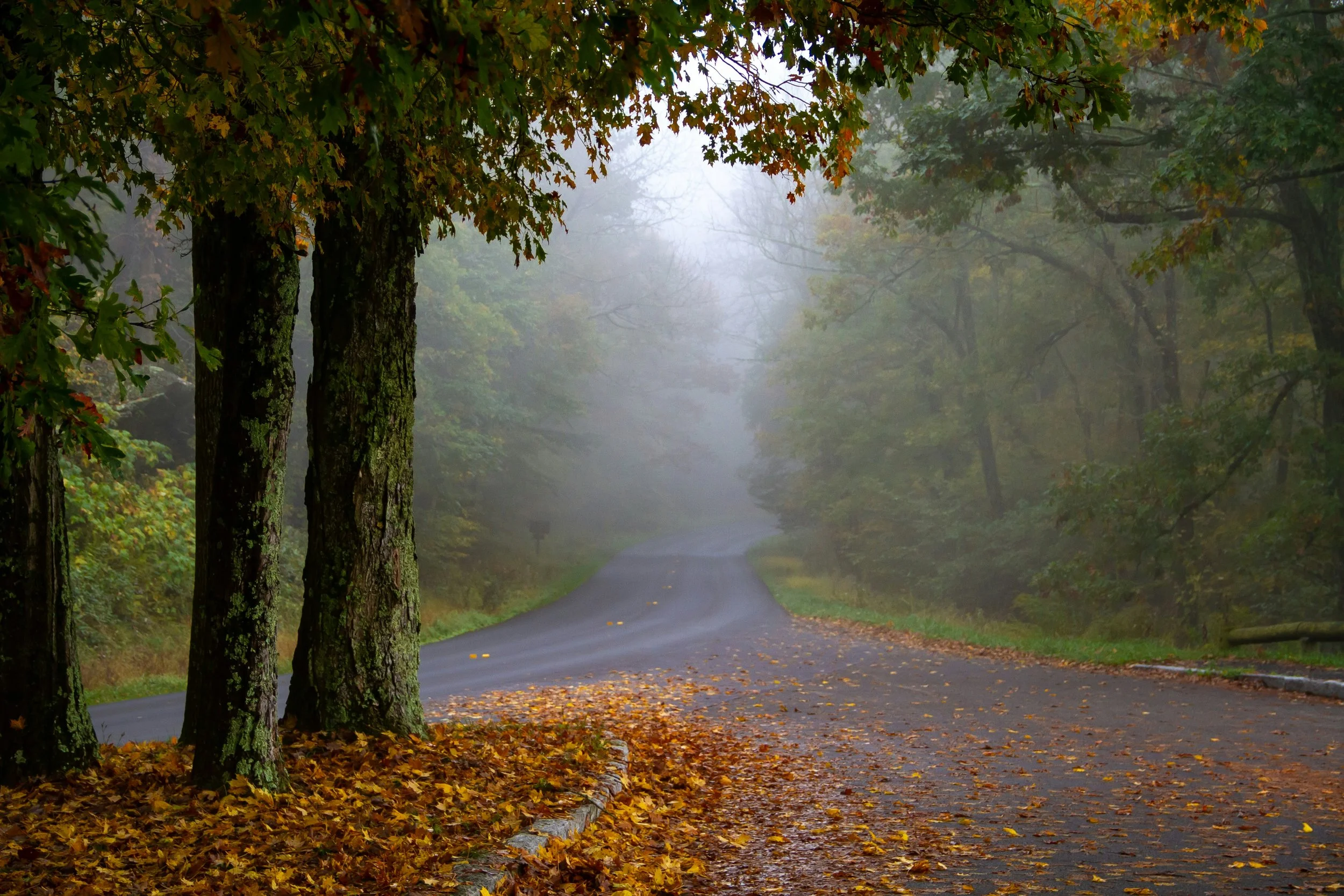 A road stretches through the fog into the distance in Shenandoagh National Park on Skyline Drive. The road is covred in fall foliage that is dropping from the forest