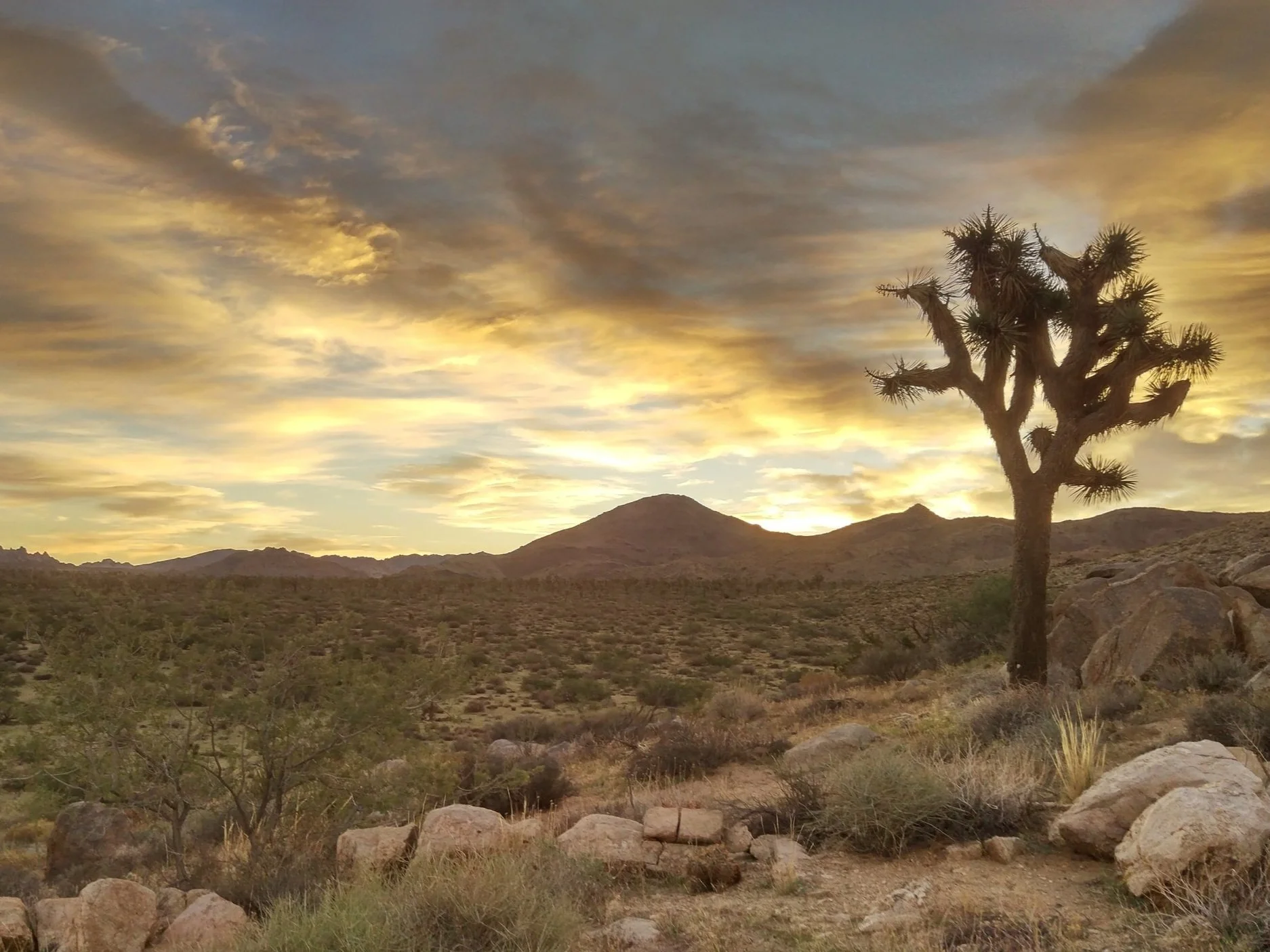A single Joshua tree in the national park at sunset