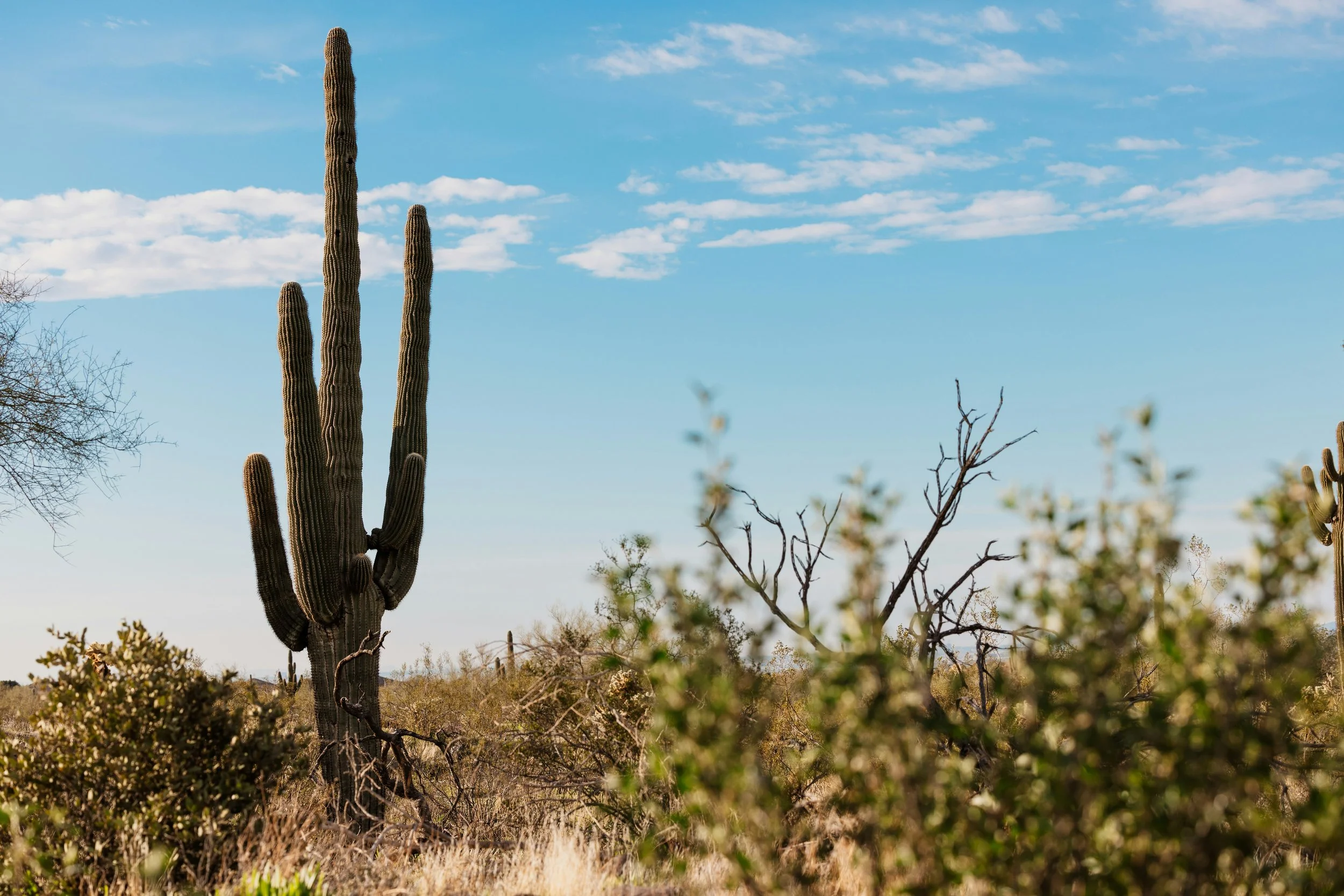 A single, huge cactus stands in the Arizona desert under a blue sky. Drives & Detours Scottsdale walking tour