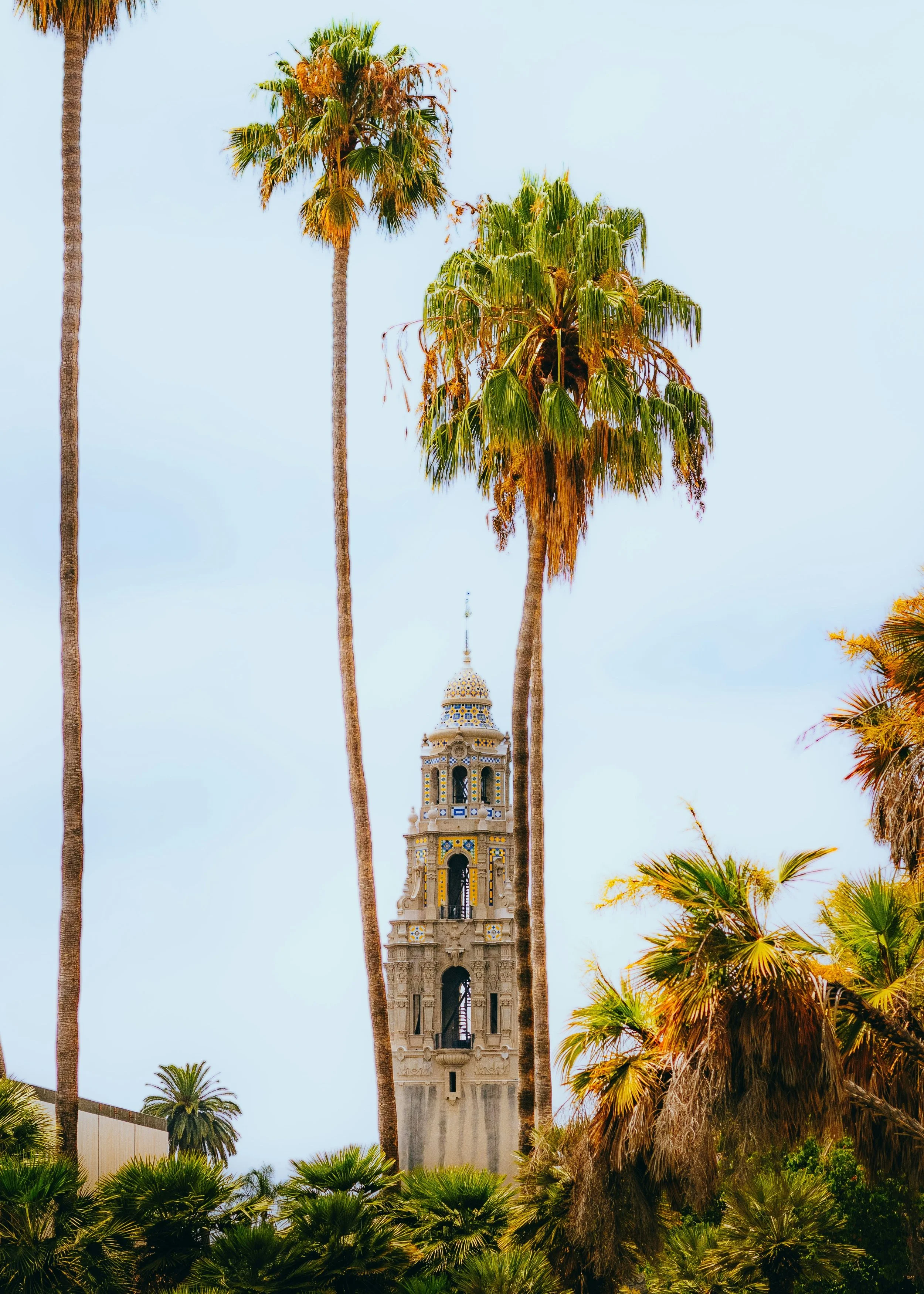The California Tower in Balboa Park, San Diego, can be seen through palm trees. It's possible to see the detailed tiles on its exterior. These are yellow, blue and white