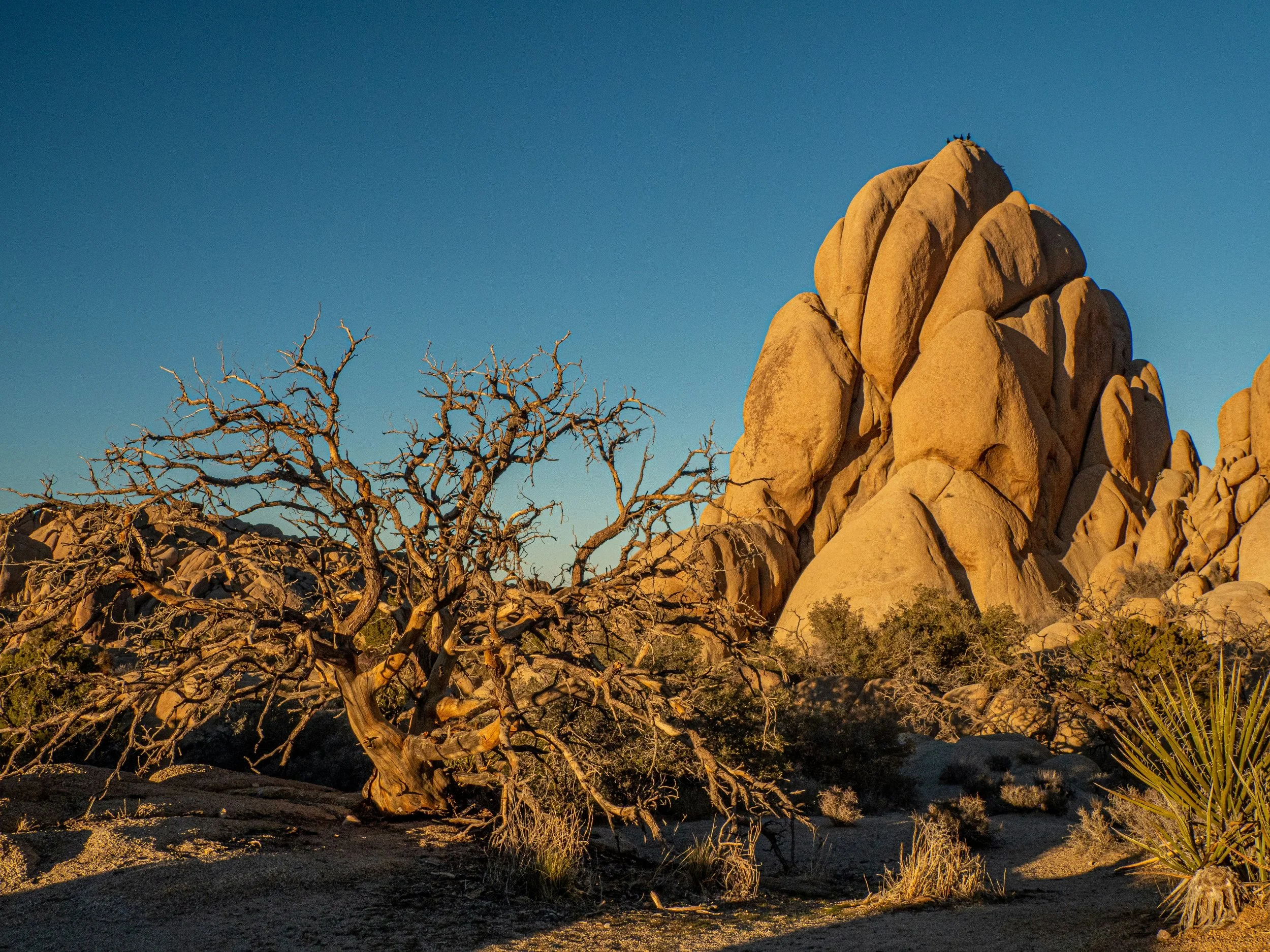 A dry willow tree sits under a large rock formation at Willow Hole. Drives & Detours Joshua Tree Audio Tour