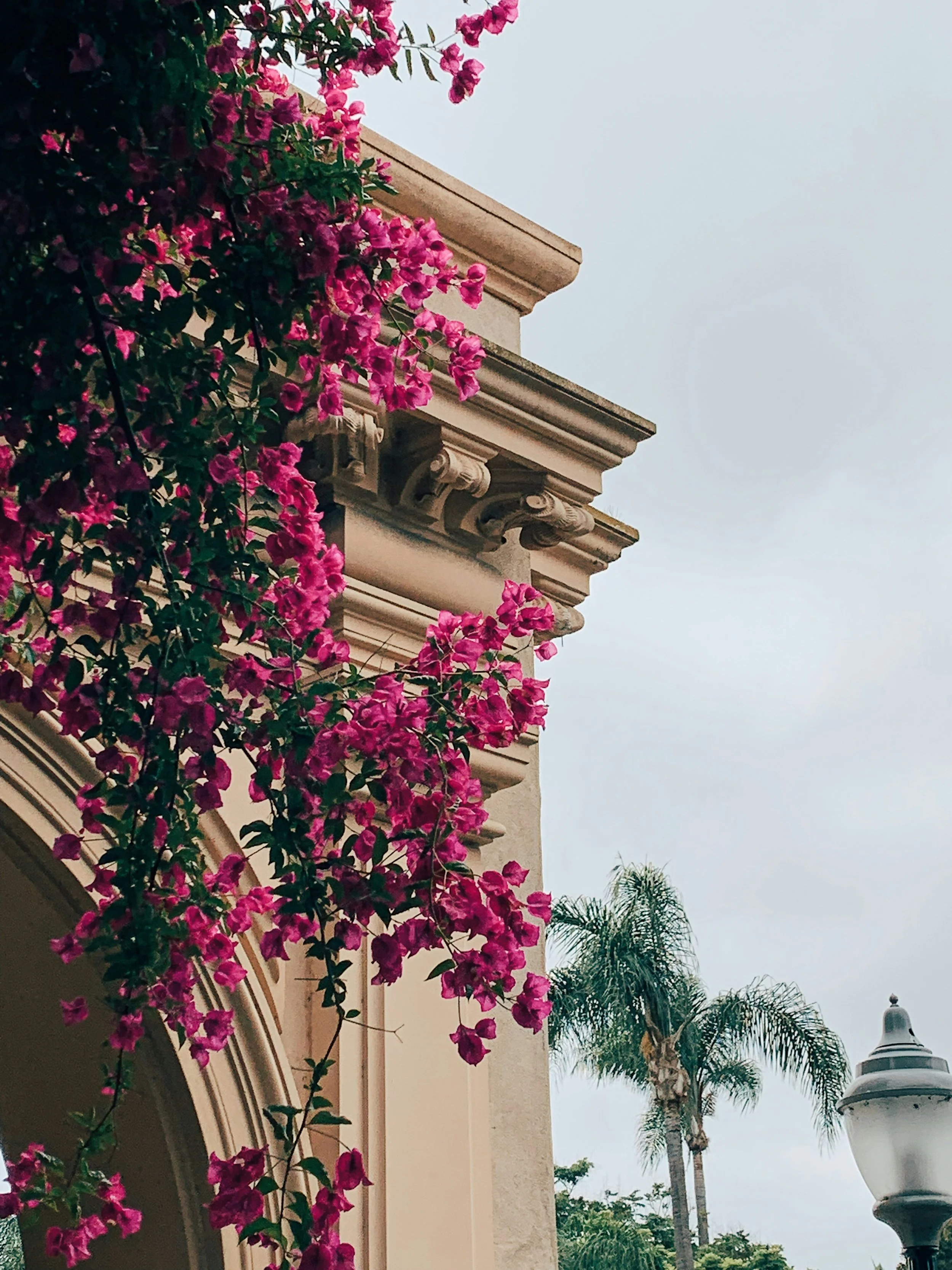 Pink flowers grow over a Spanish Colonial revival building in Balboa Park, San Diego