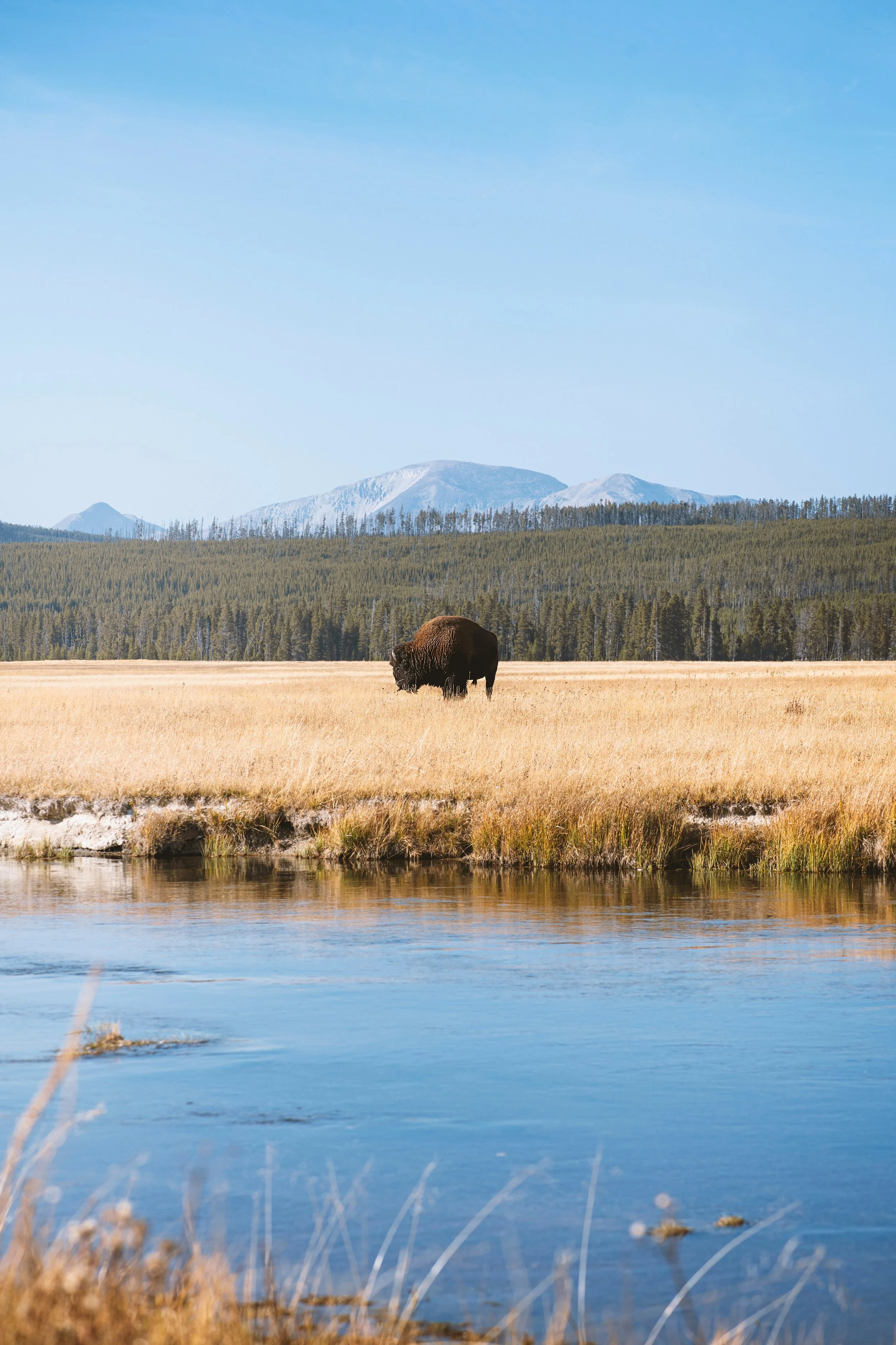A bison stands in a plain near a river in Yellowstone National Park. Drives & Detours Yellowstone driving tour