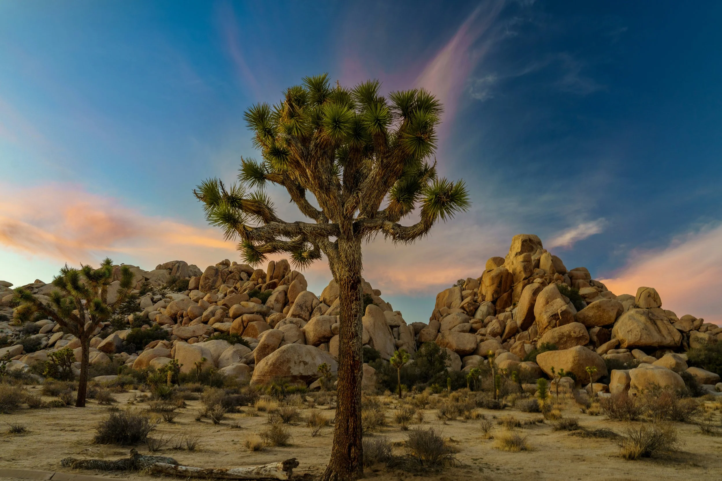 A joshua tree stands in front of a rock formation at sunset. Drives & Detours Joshua Tree Audio Tour