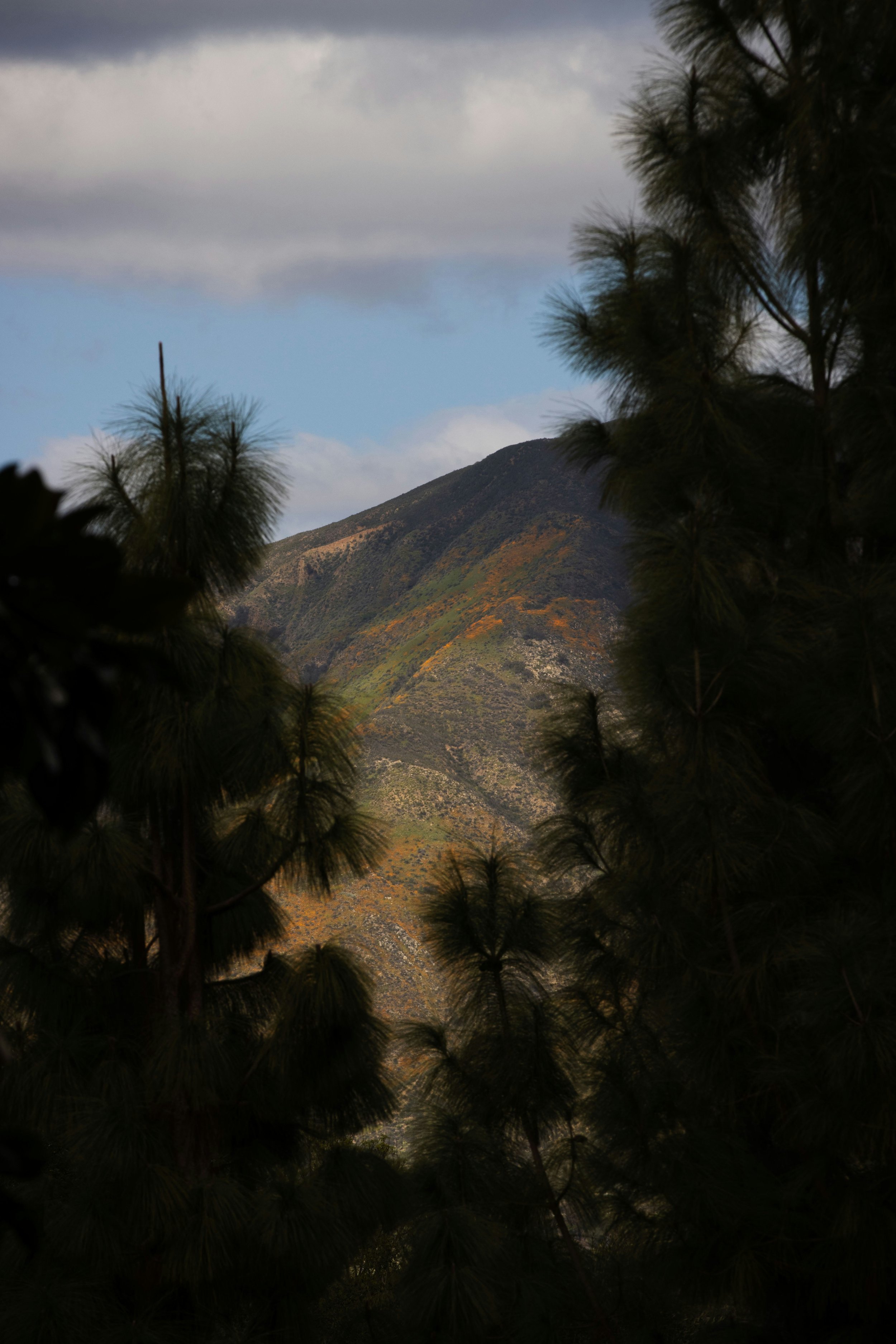 A hill in the Pauma Valley near San Diego can be seen through some pine trees. The hill is covered in green, yellow and orange shrub.